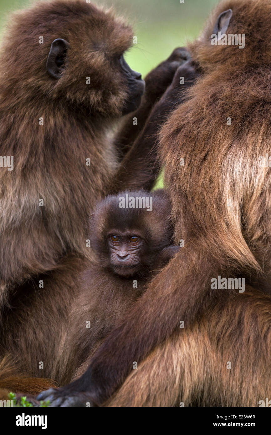 Baby Gelada Pavian mit Pflege Erwachsene, Simien Mountains Nationalpark Äthiopien Afrika. Stockfoto