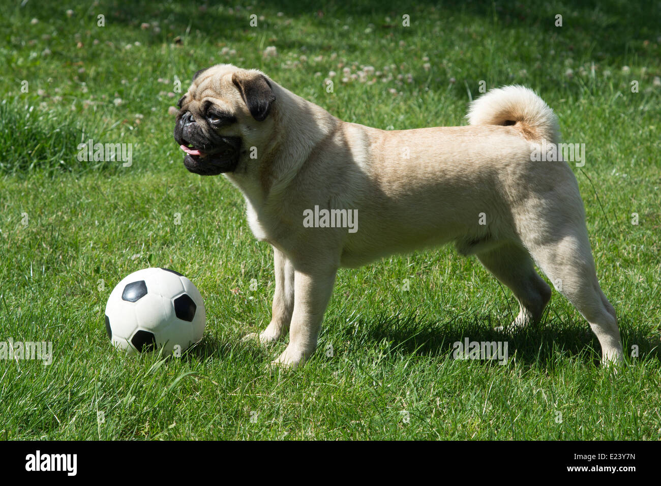 Mops mit einem Fußball Stockfoto