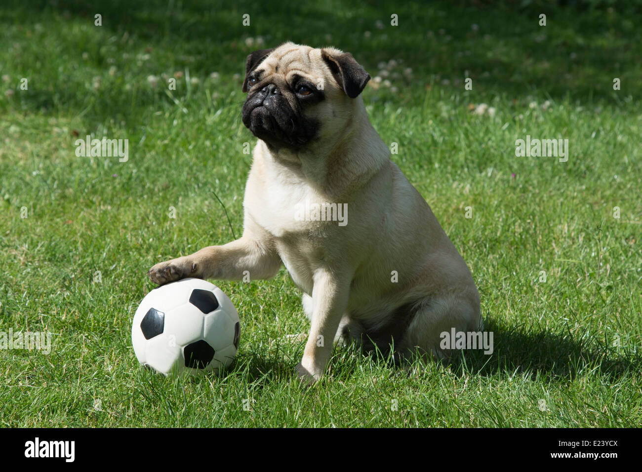 Mops mit seiner Pfote auf ein Fußball Stockfoto