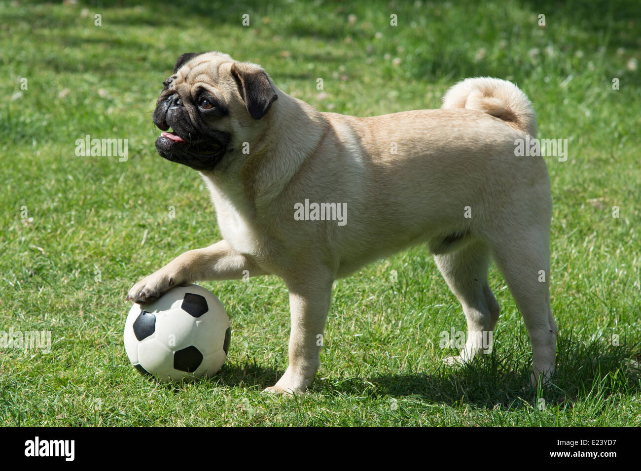 Mops mit seiner Pfote auf ein Fußball Stockfoto