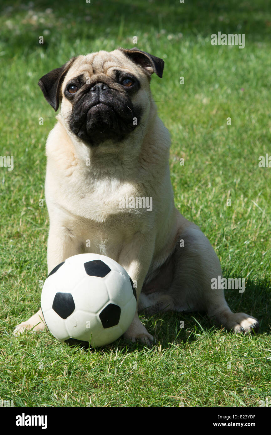 Mops mit einem Fußball Stockfoto