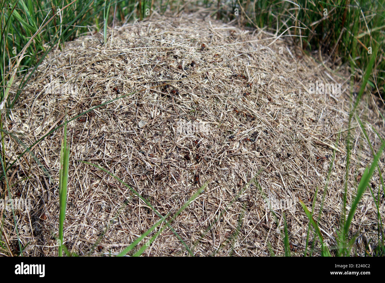 Stürmischen Leben in den großen Ameisenhaufen im Wald Stockfoto