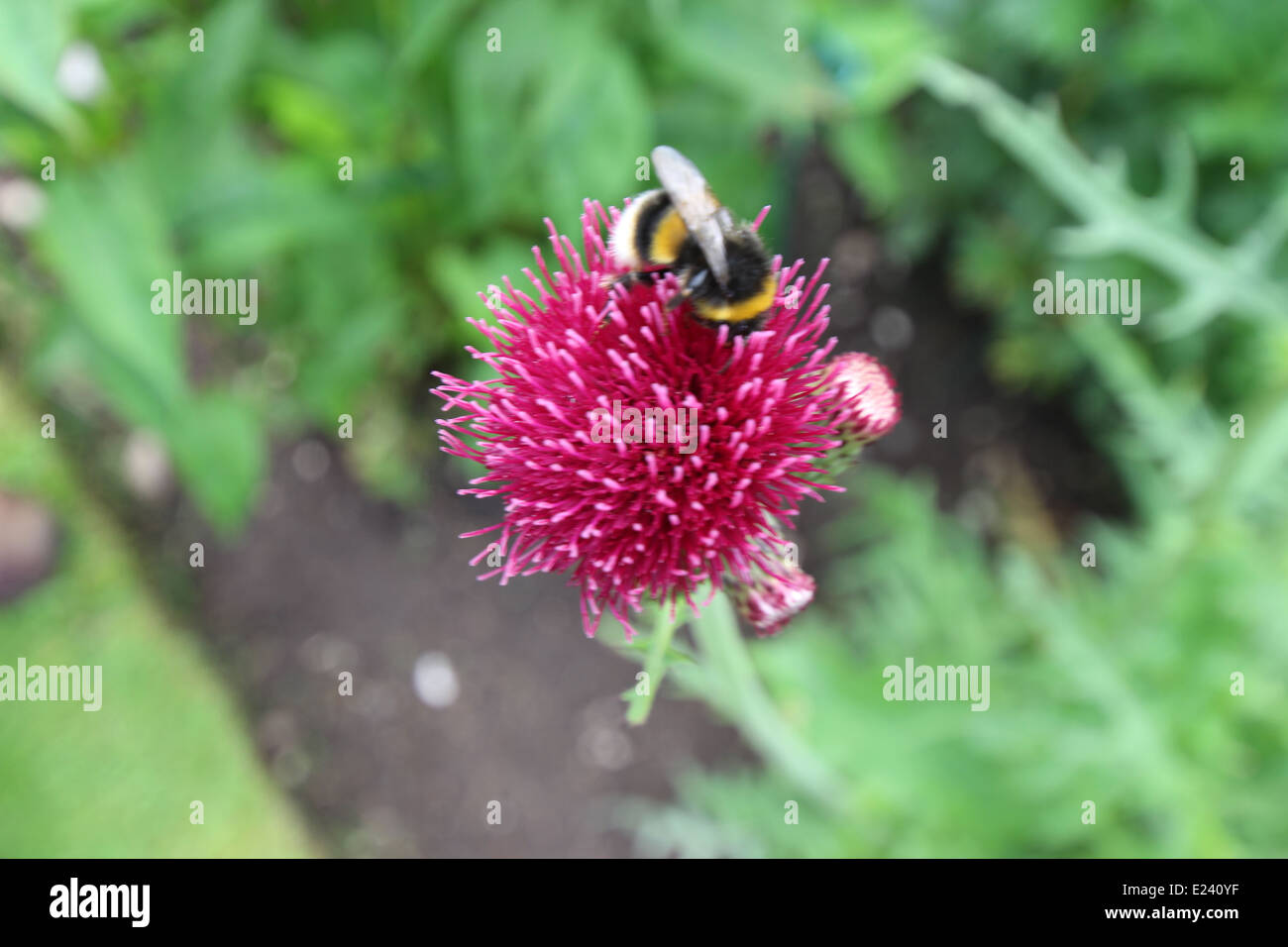 Wightwick Manor Stockfoto