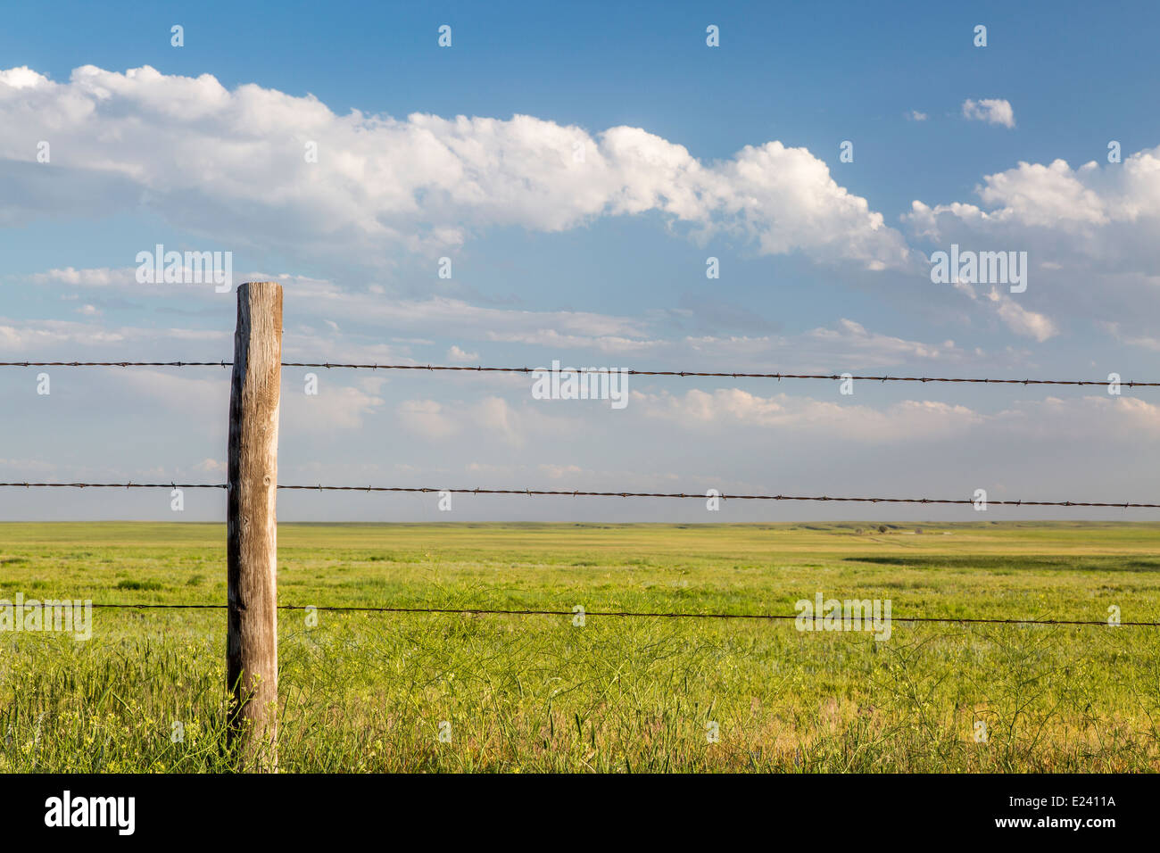 Stacheldraht Rinder Zaun in Pawnee National Grassland in northern Colorado Stockfoto