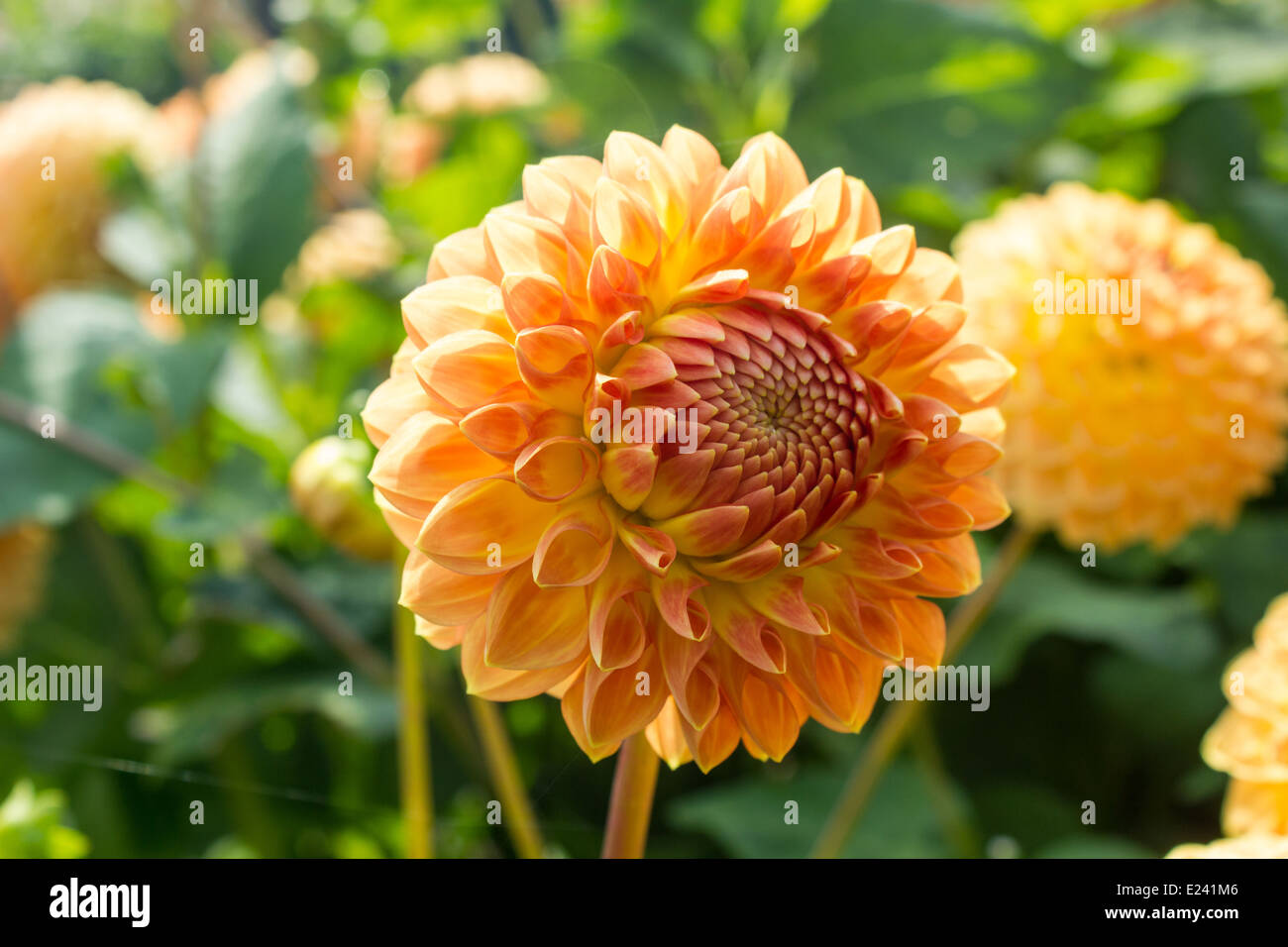 Orange Dahlie, kommen in voller Blüte, gegen Laub Stockfoto