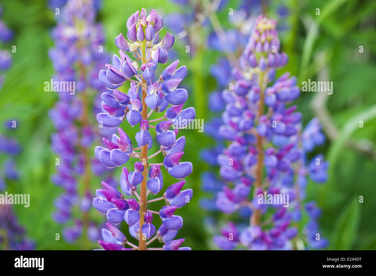 Blaue lupine Blumen auf der Wiese im Sommer Stockfoto