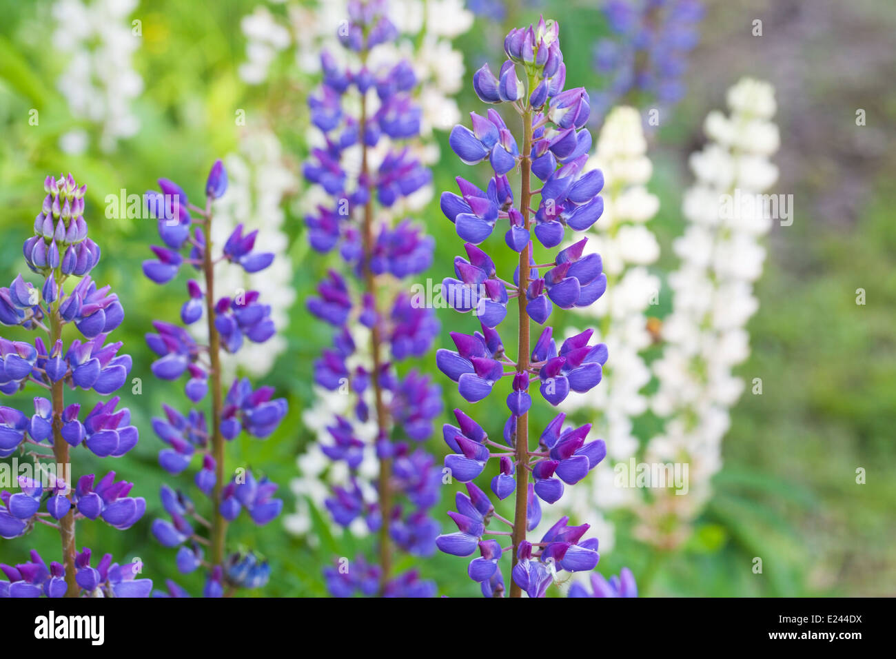 Bunte Lupinen Blumen auf der Wiese im Sommer Stockfoto