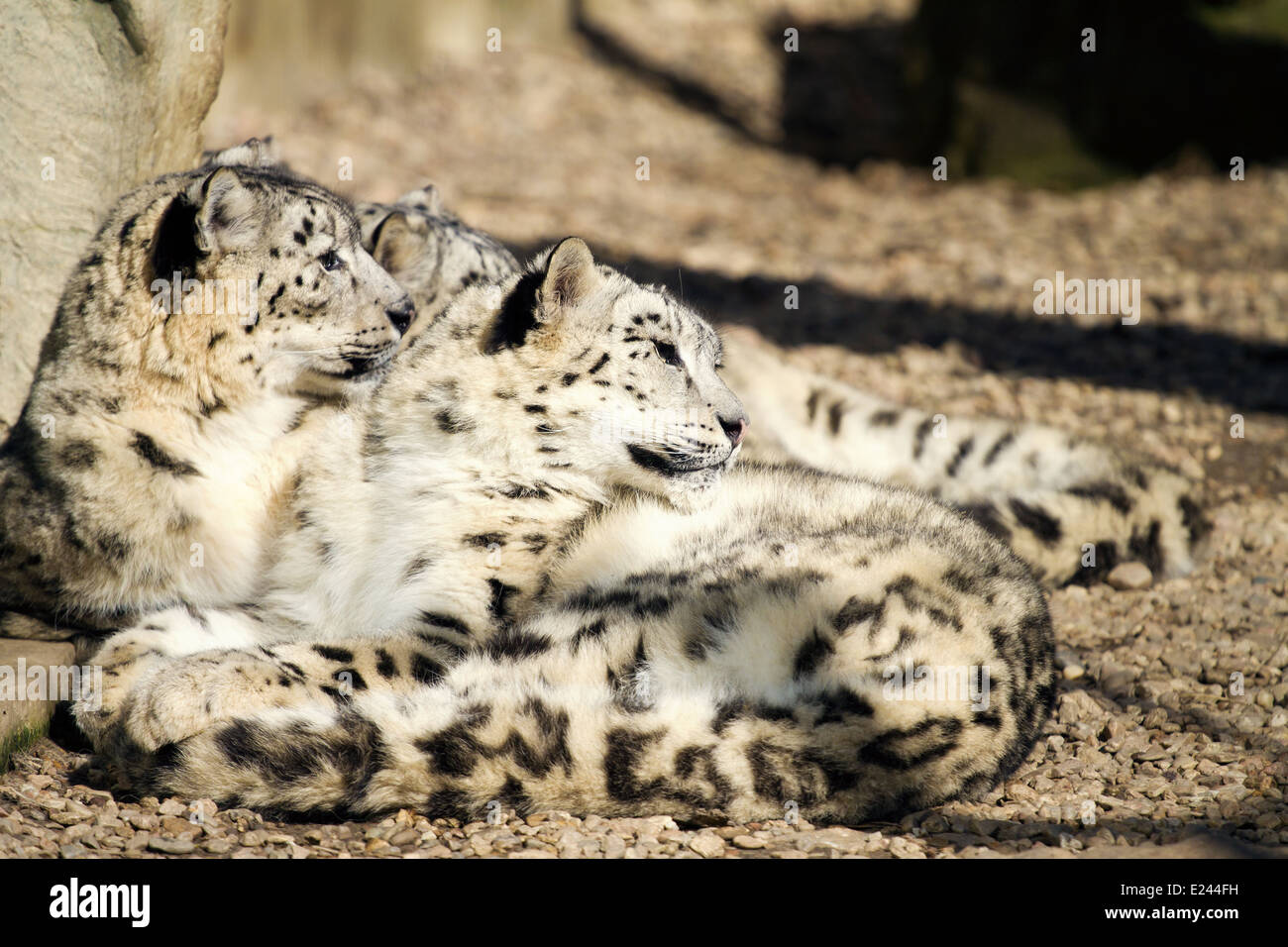 Familie von Snow Leopard Irbis (Panthera Uncia) liegen Stockfoto