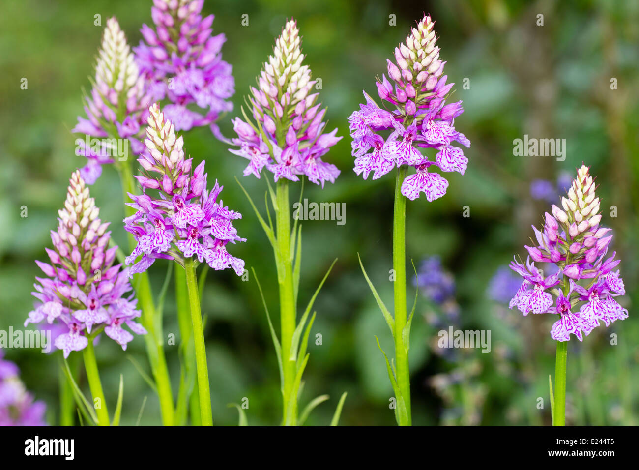Blüten der hybriden, harten terrestrischen Orchidee Dactylorhiza x grandis „Blackthorn-Stamm“ Stockfoto