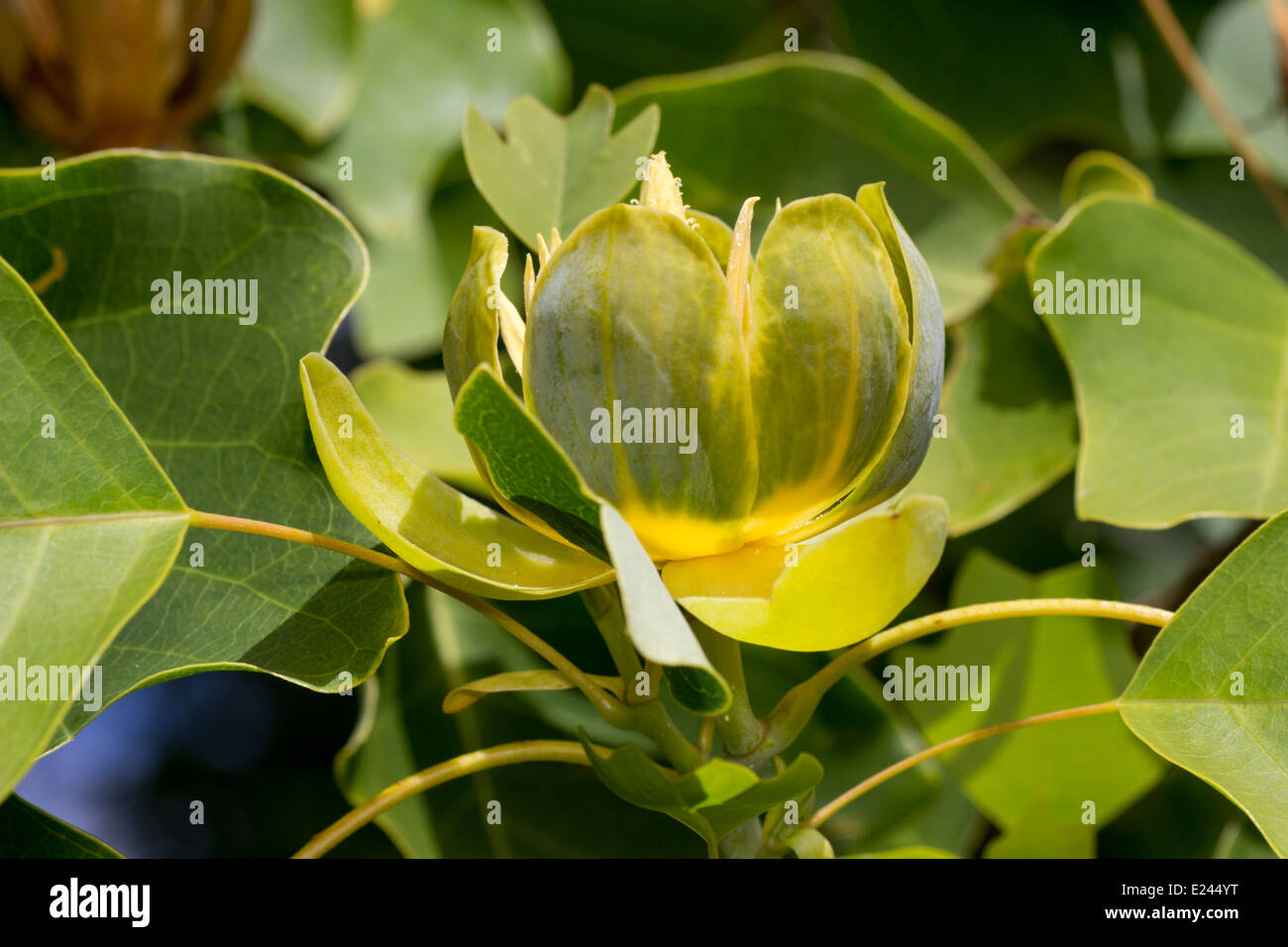 Blume der Tulpenbaum, Liriodendron tulipifera Stockfoto