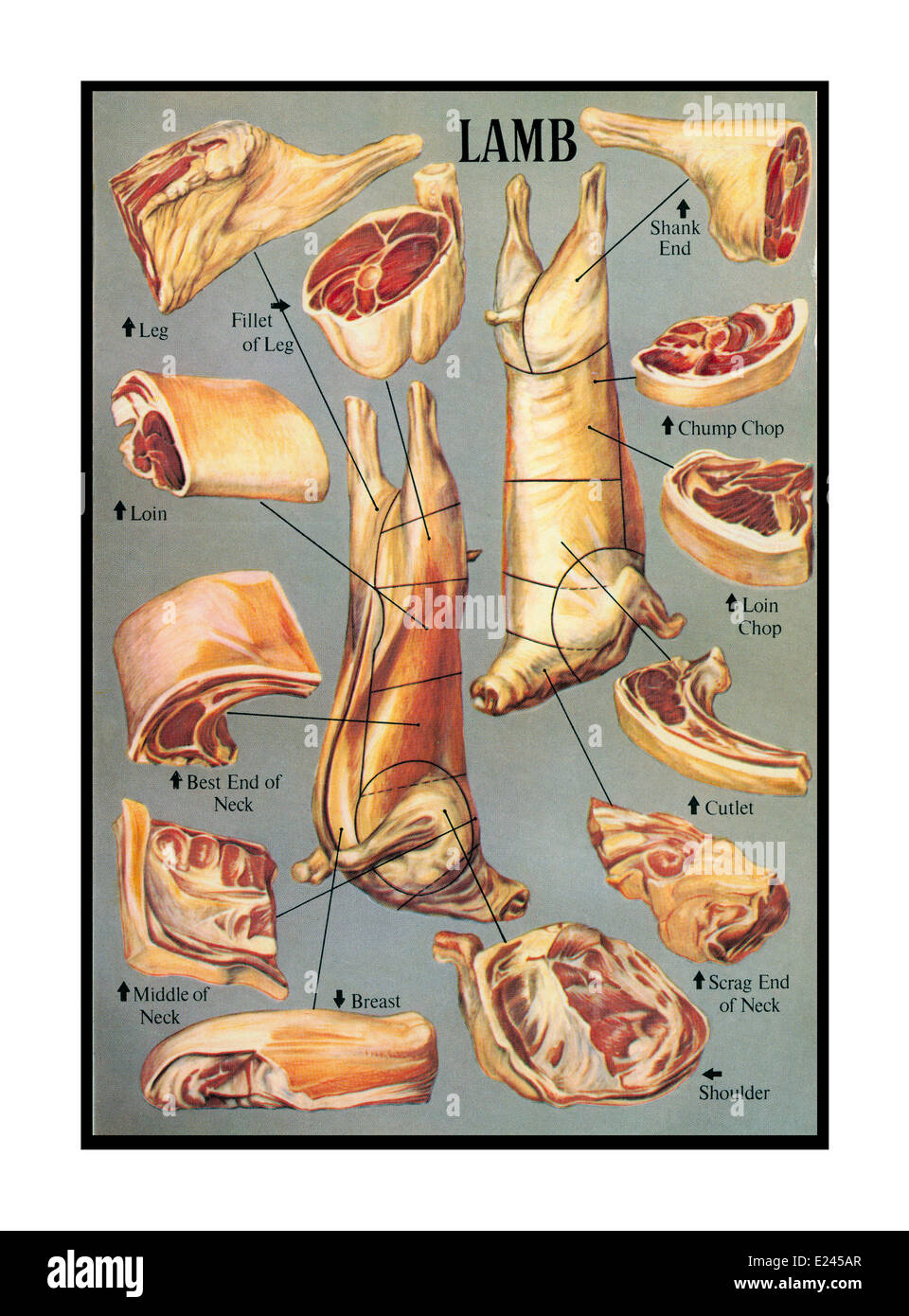 LAMMSCHLACHTER FUTTERNETZE traditionelle Retro 1950er Jahre Kochbuch Fleisch Veranschaulichung einer umfassenden Vielfalt an Lammschnitten und -Fugen Stockfoto
