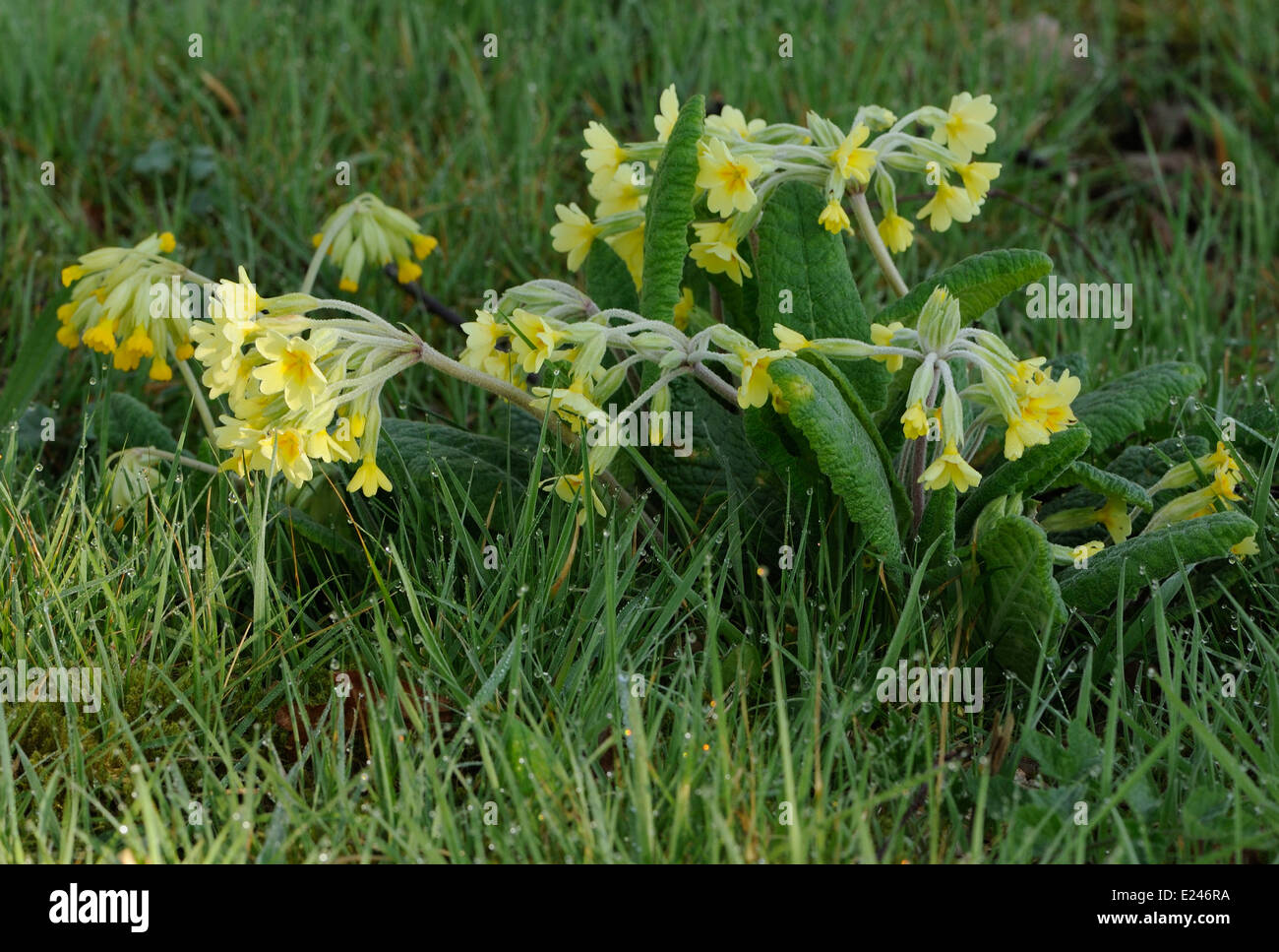 Falsche Schlüsselblume (Primula X polyantha) ist eine natürlich vorkommende hybride Schlüsselblume (Primula Veris) und Primeln (Primula Vulgaris). Stockfoto