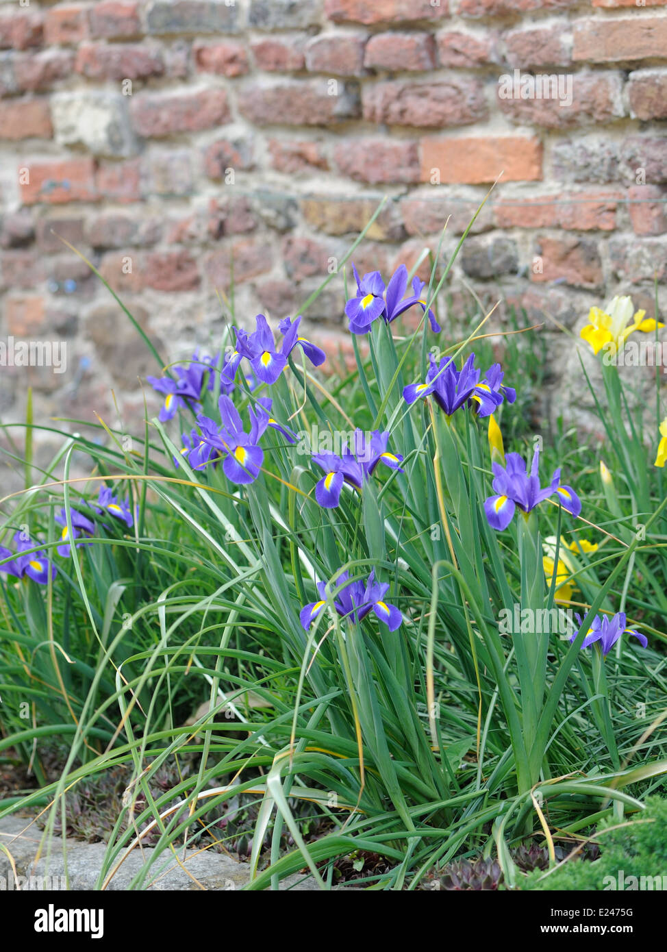 Blaue und gelbe Schwertlilien wachsen unter einem Verwitterten Mauer. King's Lynn, Norfolk. UK. Stockfoto
