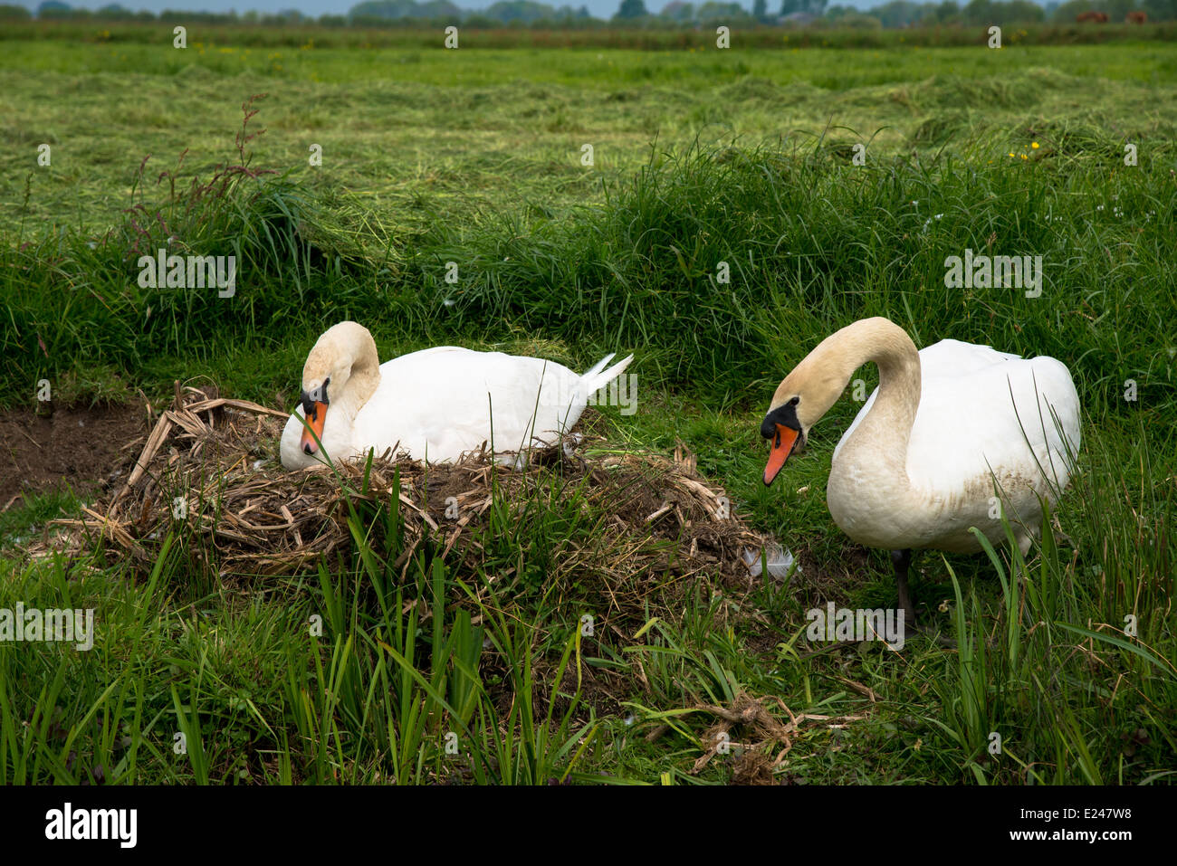 zwei Schwäne mit einem Nest auf einer Wiese in den Niederlanden Stockfoto