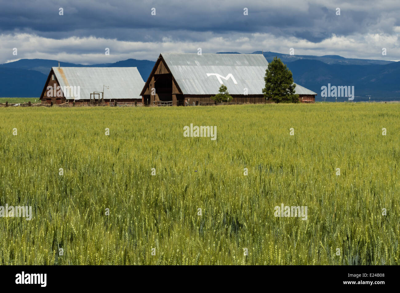 Weizenfarm mit Weizen fast bereit zu ernten.  Maupin, Oregon Stockfoto