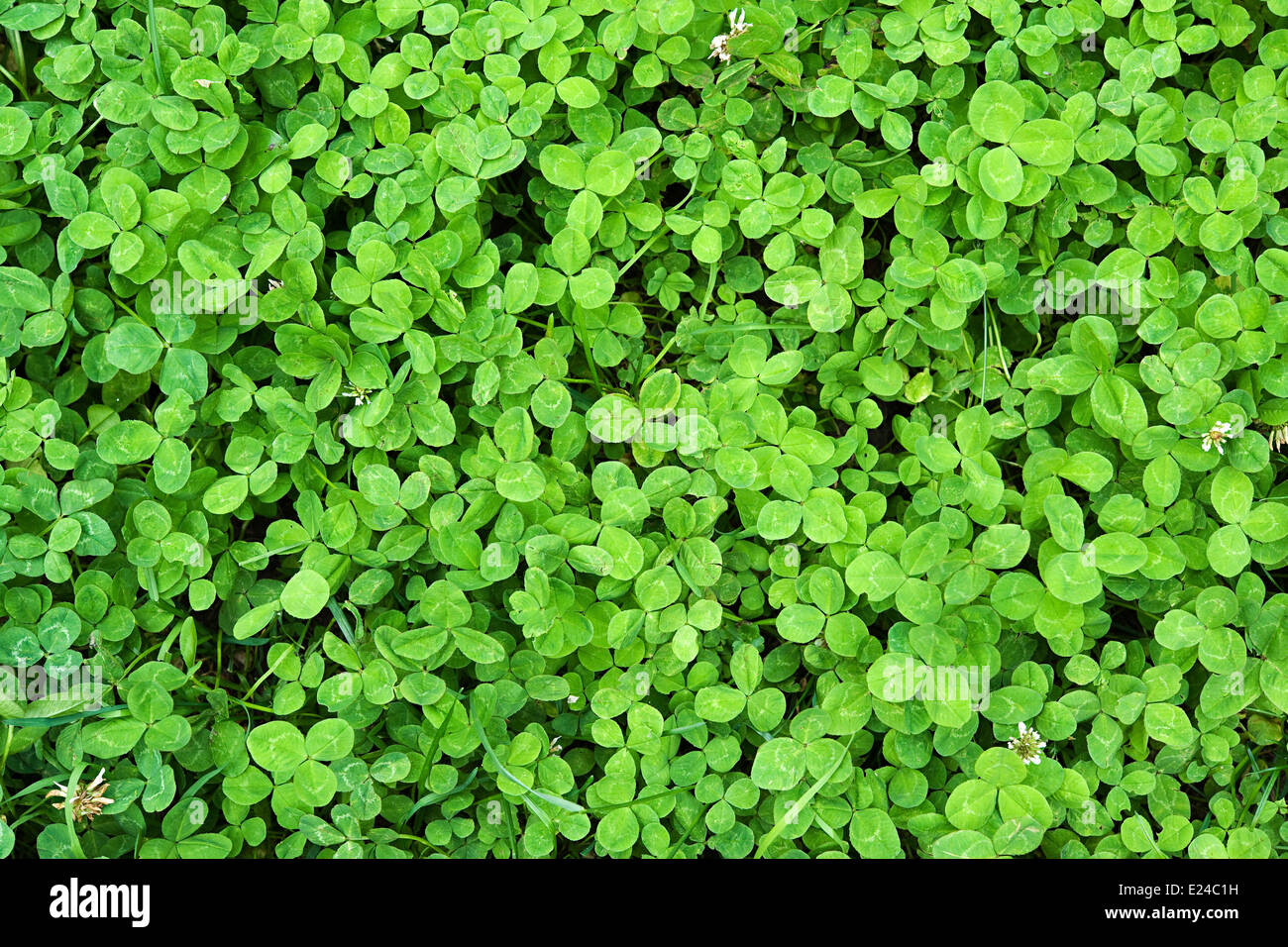 Hintergrund der frische grüne Kleeblätter Stockfoto