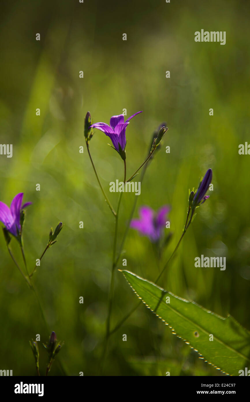 Glockenförmige Blüte blühen im Sommer in Finnland Stockfoto