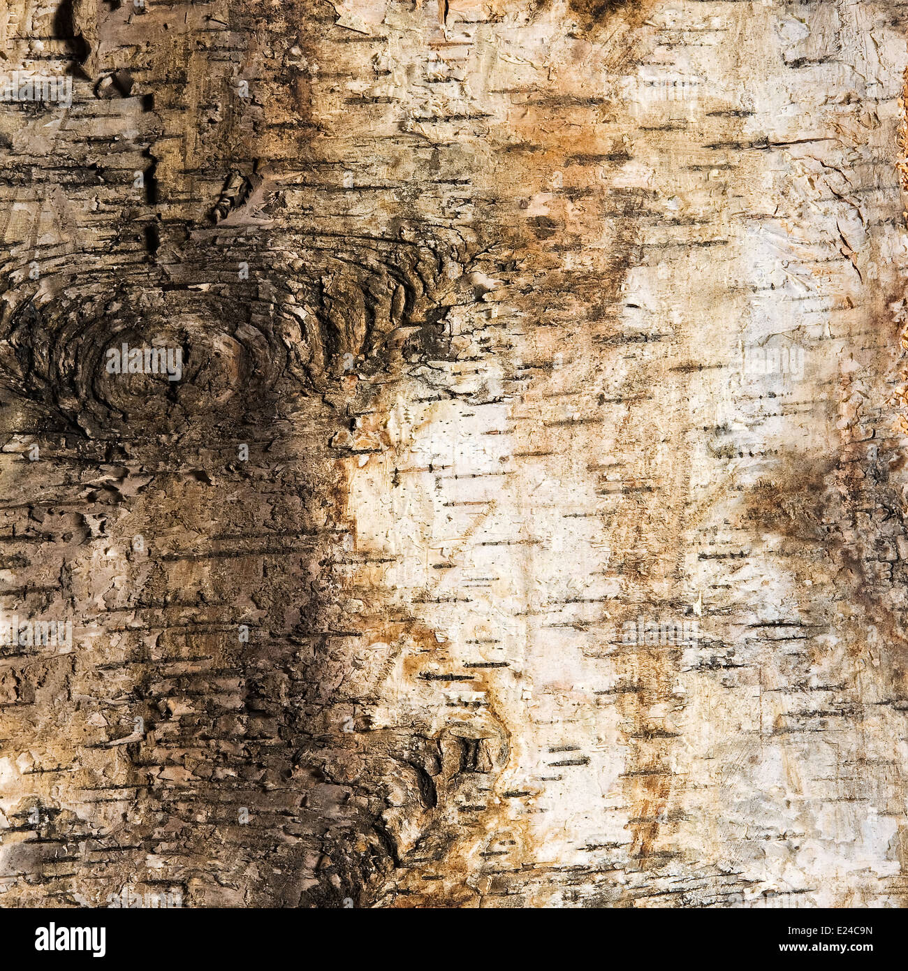 Hintergrund der Birkenrinde mit einem Knoten Stockfoto