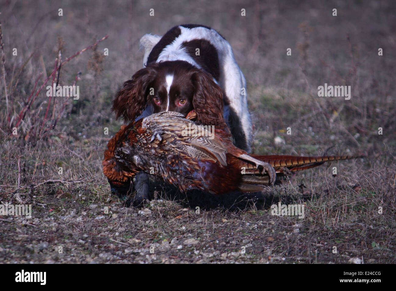 Leber und weißen arbeiten Art Englisch Springer Spaniel Haustier Jagdhund tragen ein Fasan Stockfoto