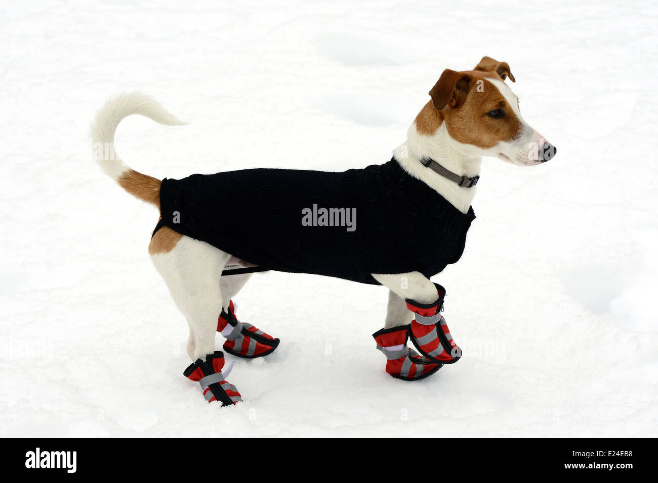 Niedliche kleine Terrier mit Schneeschuhen Stockfoto