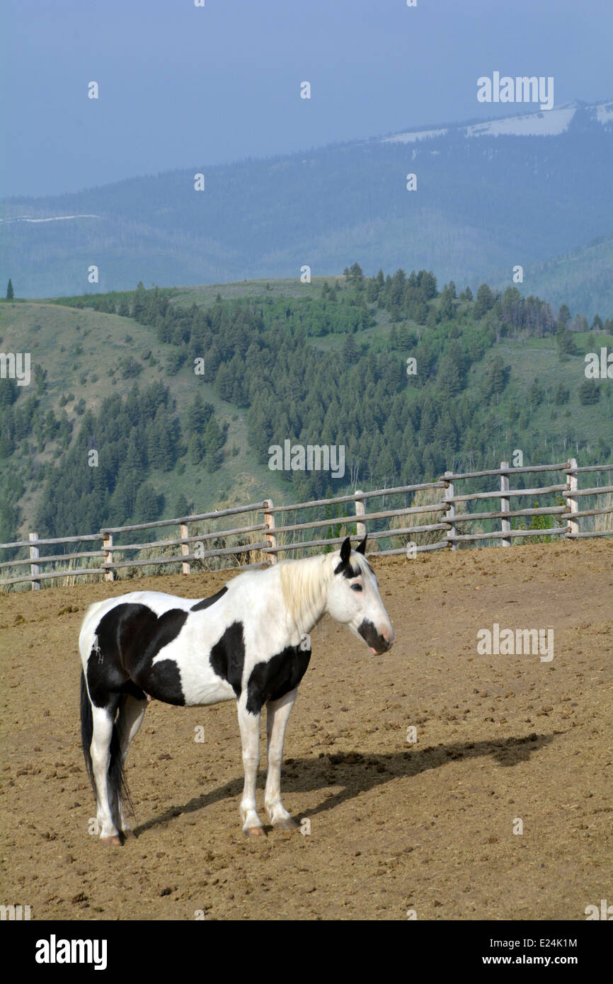 Porträt eines weißen und schwarzen Pferdes in einem Gehege in Jackson Hole, Wyoming Stockfoto
