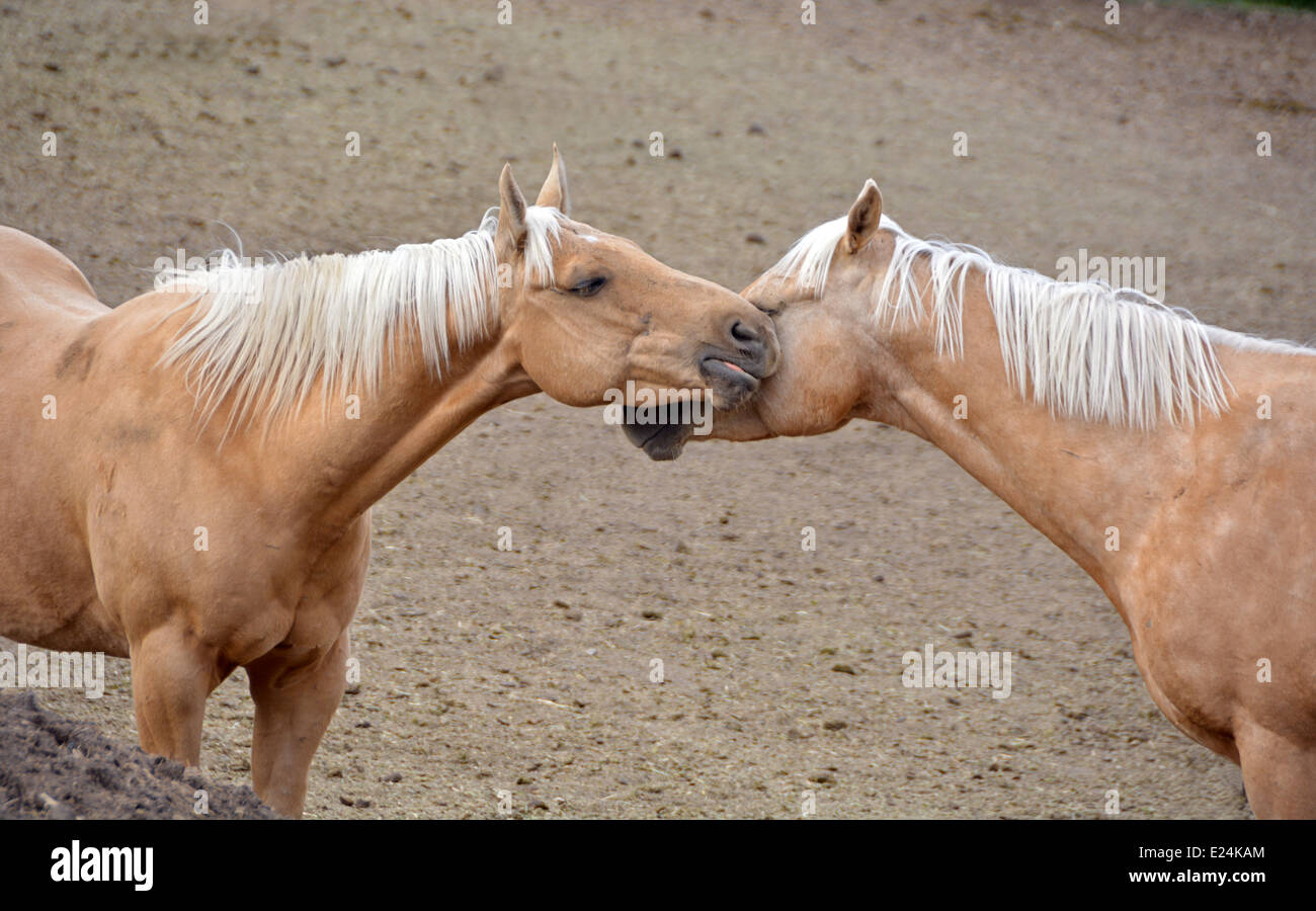 Porträt von zwei braunen Palomino Pferde spielen zusammen in einem Gehege in Jackson Hole, Wyoming Stockfoto