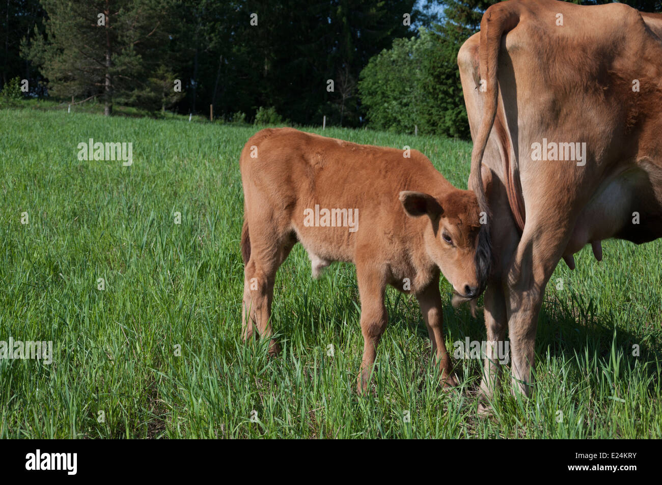 Finnische einheimische Rasse Kuh mit Kalb Stockfoto