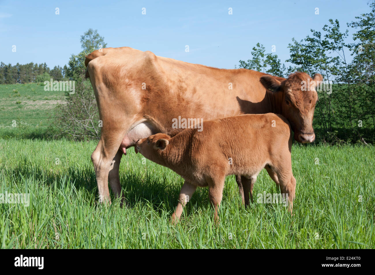 Finnische einheimische Rasse Kuh mit Kalb Stockfoto