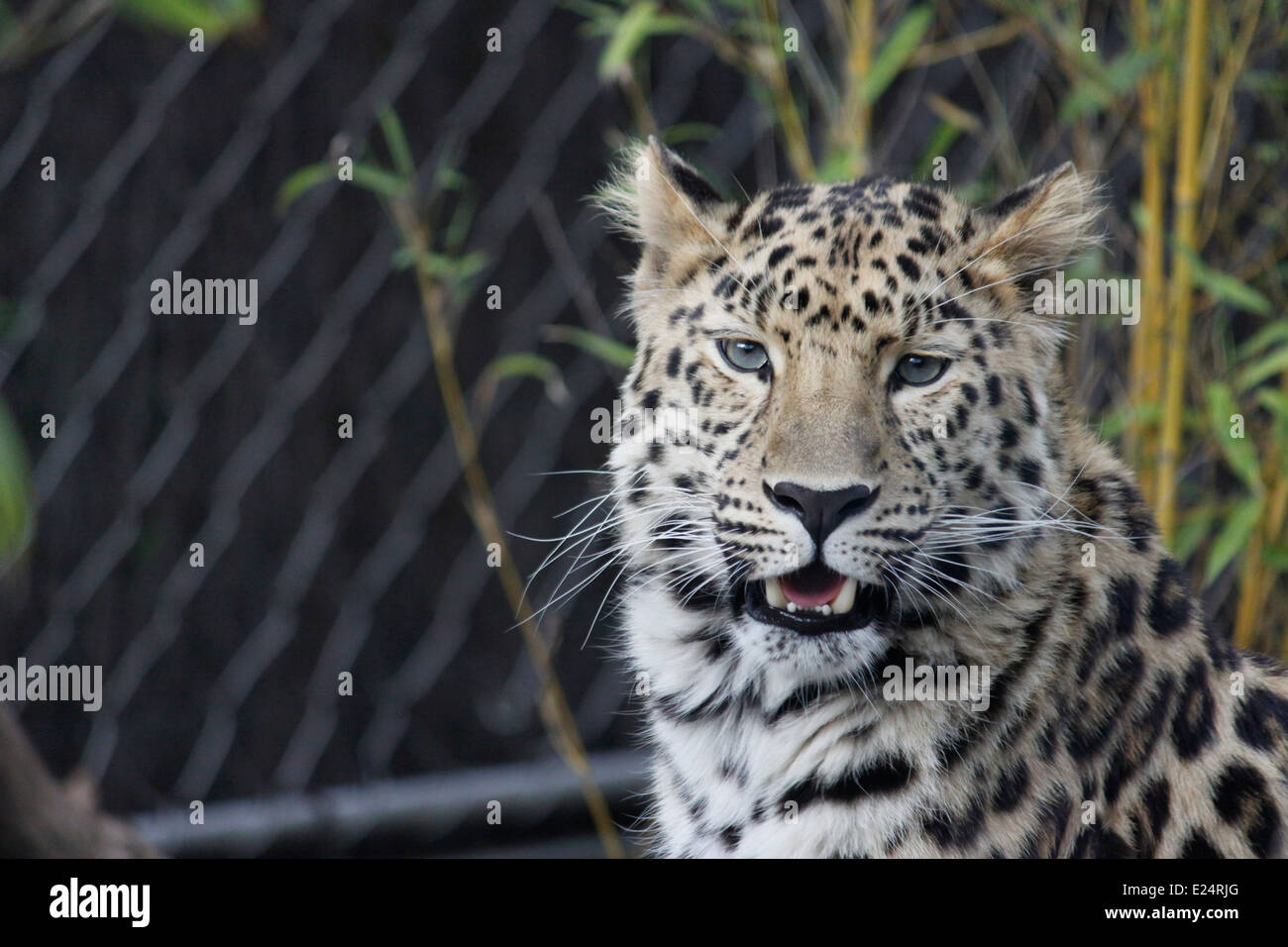 Amur-Leopard, Panthera Pardus Orientalis, Parc De La Tête d ' or, Lyon ...