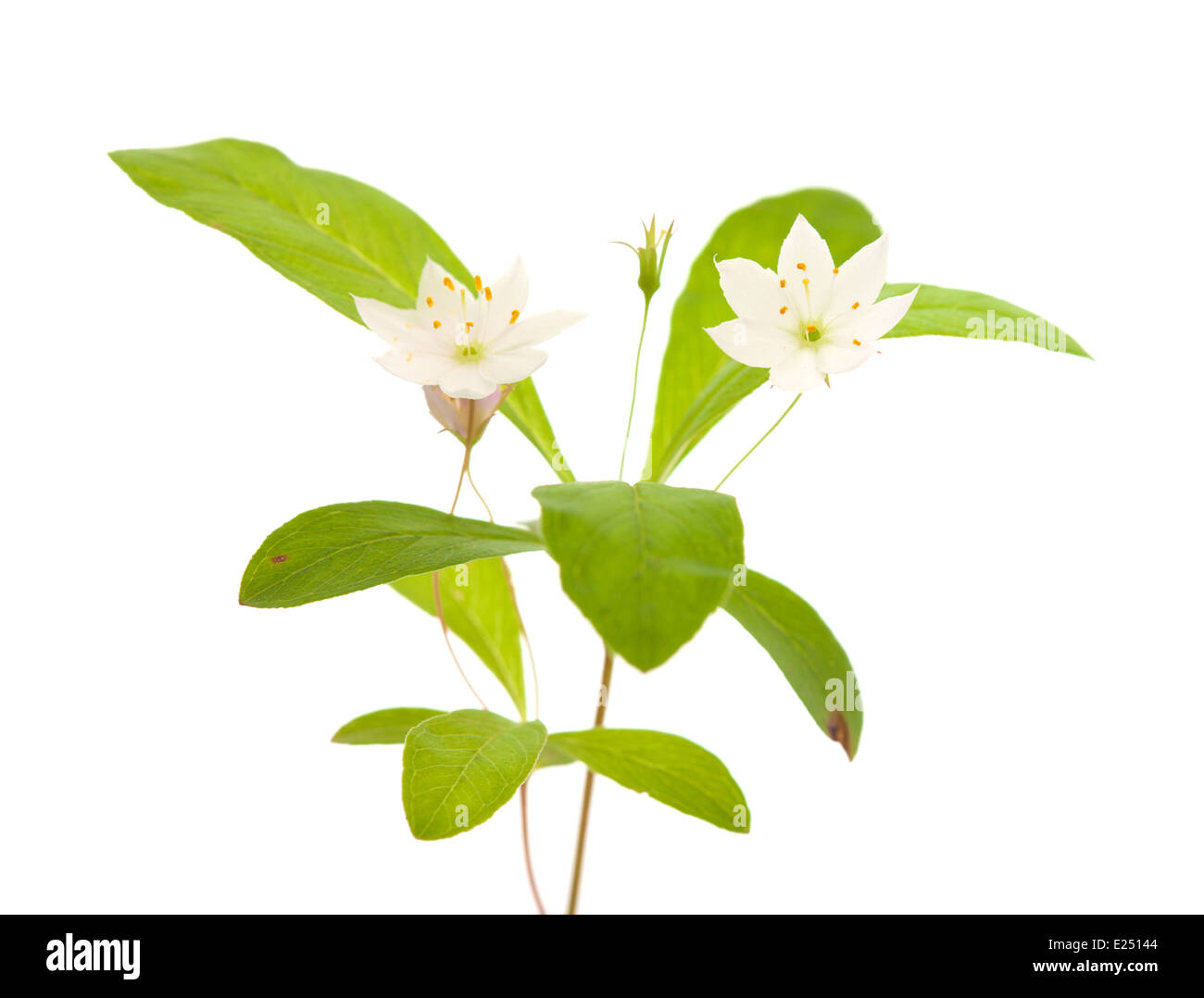 Arktische Starflower isoliert auf weiss Stockfoto