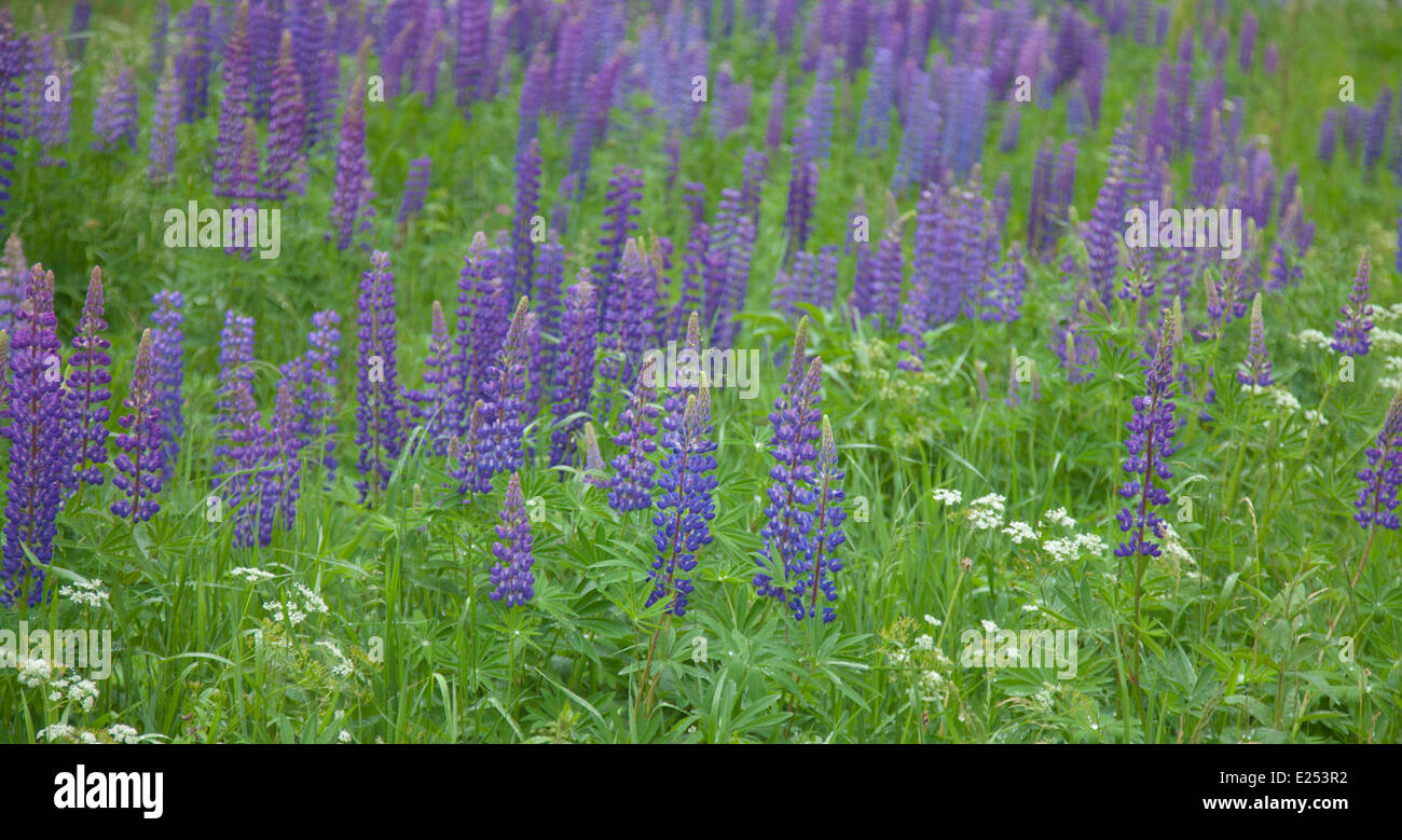 blühenden Lupinen Blumenkarte Stockfoto