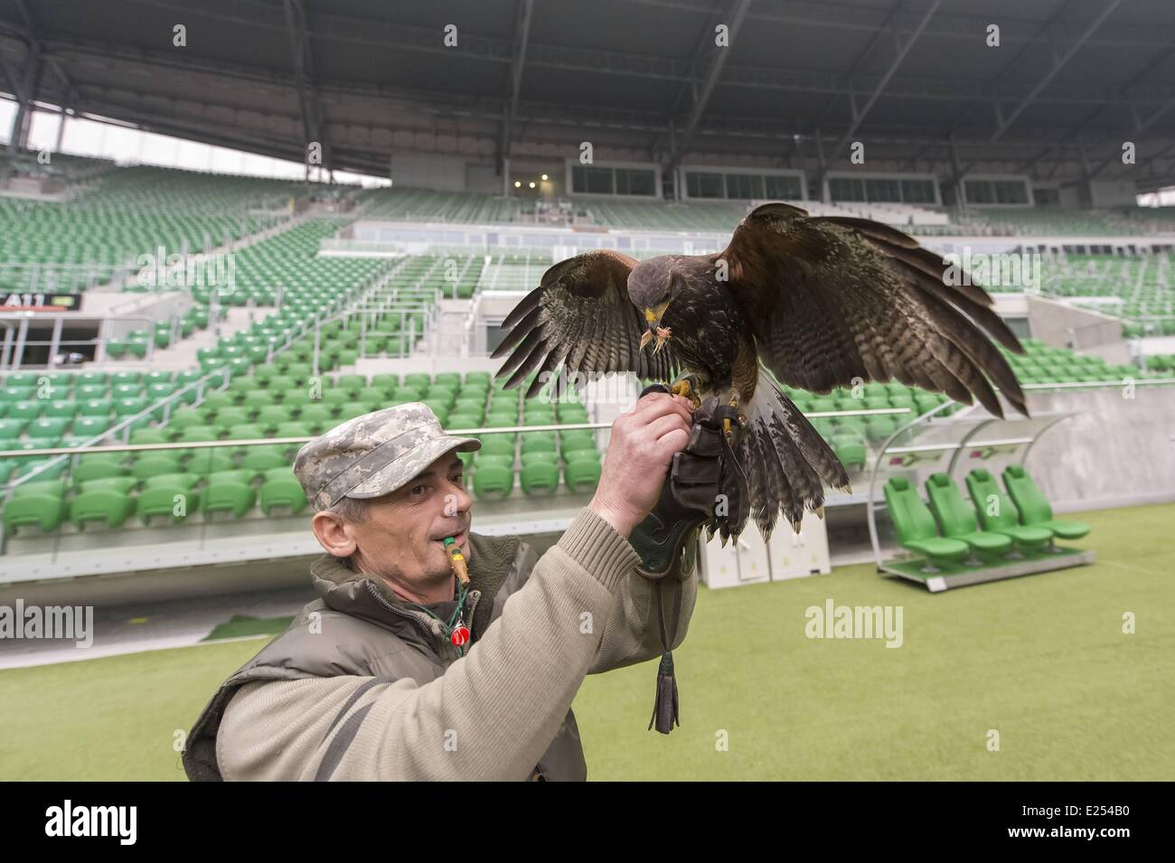 TROJAN HAWK Andrzej Trojaner den Boden Keeper im Stadion Miejski (The Municipal Stadium), Heimat der besten polnischen Fußball Club Śląsk Breslau, beschäftigt ein resident Falke, andere Vögel nisten und allgemeine Schädlingsbekämpfung der Arena abhalten. Die 42.771 fassende Stadion befindet sich auf Aleja Śląska im westlichen Teil des Stadtteils Pilczyce. Gebaut für die Europameisterschaft 2012 ist es die drittgrößte in Polen nach Warschauer Nationalstadion und das Schlesische Stadion.  Mitwirkende: Hawk an das städtische Stadion wo: Wroclaw/Breslau, DOLNOSLASKIE, Polen bei: 28. März 2013 Stockfoto