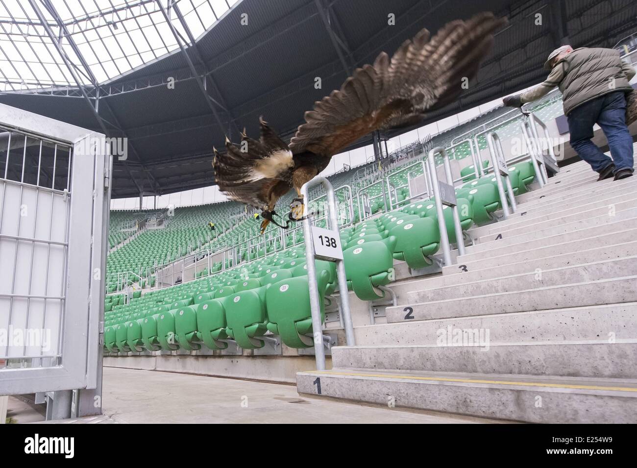 TROJAN HAWK Andrzej Trojaner den Boden Keeper im Stadion Miejski (The Municipal Stadium), Heimat der besten polnischen Fußball Club Śląsk Breslau, beschäftigt ein resident Falke, andere Vögel nisten und allgemeine Schädlingsbekämpfung der Arena abhalten. Die 42.771 fassende Stadion befindet sich auf Aleja Śląska im westlichen Teil des Stadtteils Pilczyce. Gebaut für die Europameisterschaft 2012 ist es die drittgrößte in Polen nach Warschauer Nationalstadion und das Schlesische Stadion.  Mitwirkende: Hawk an das städtische Stadion wo: Wroclaw/Breslau, DOLNOSLASKIE, Polen bei: 28. März 2013 Stockfoto