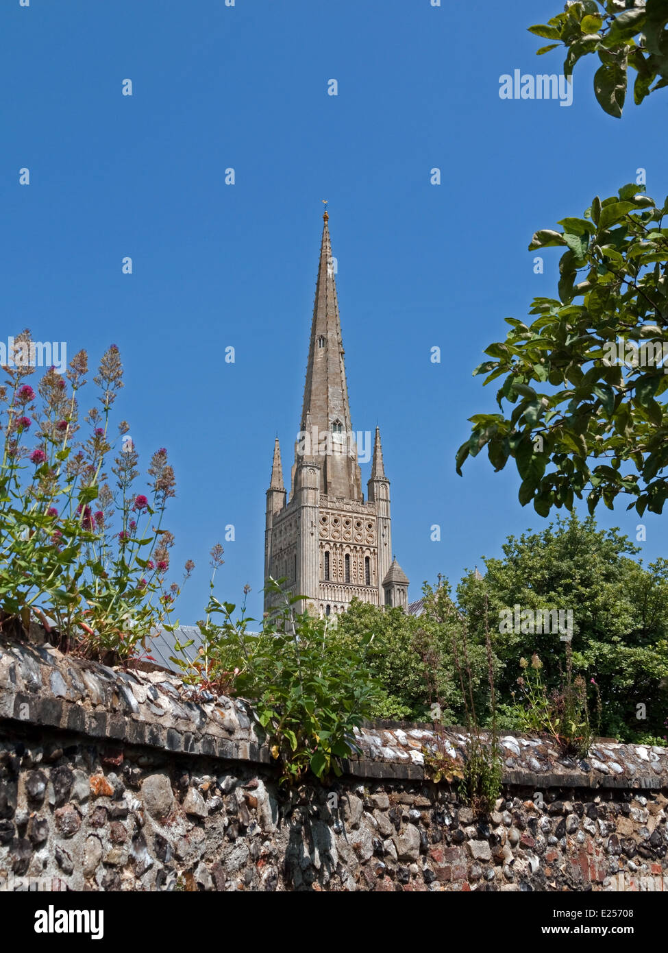 Norwich Cathedral und Spire betrachtet aus dem Kräutergarten, Norfolk, England Stockfoto