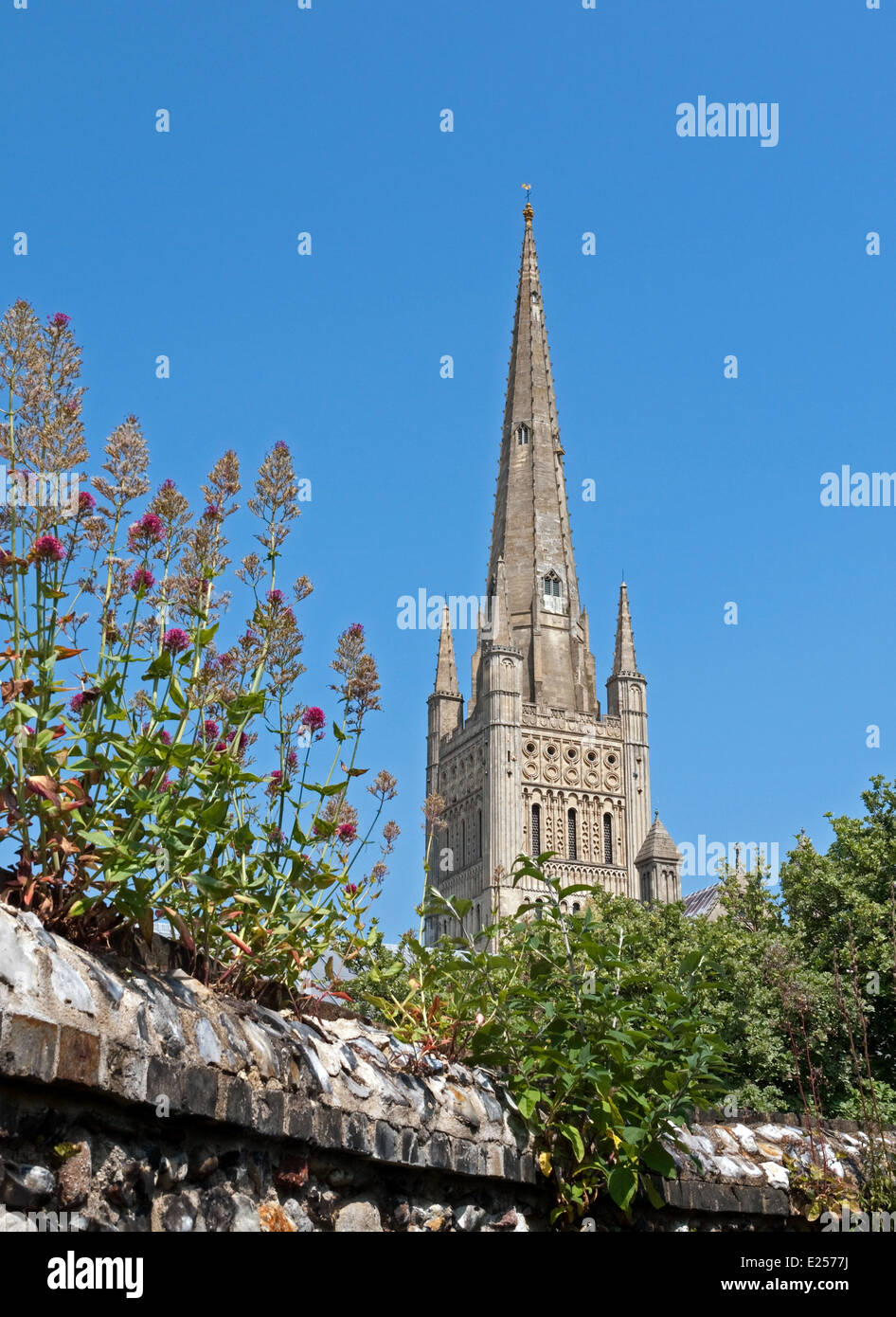 Norwich Cathedral und Spire betrachtet aus dem Kräutergarten, Norfolk, England Stockfoto