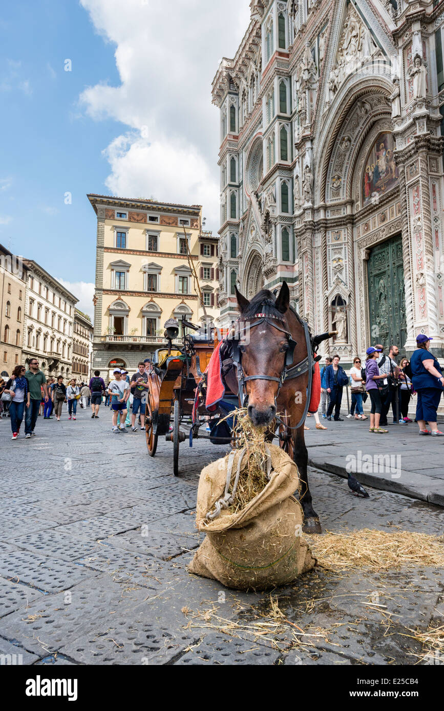 Eine Kutsche Pferd füttern vor dem Dom in Florenz Stockfoto