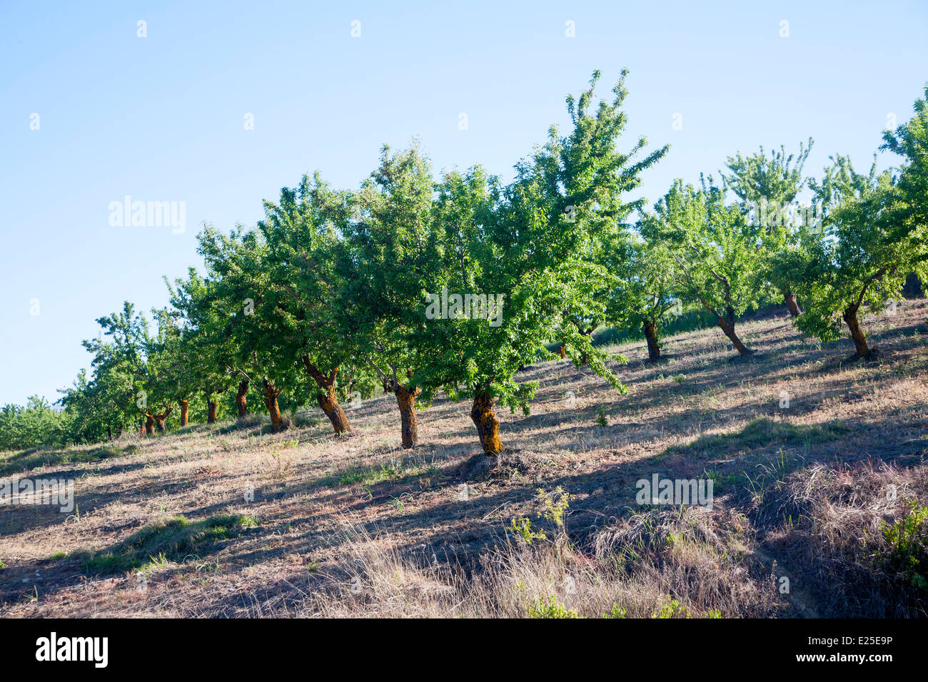 Linien der Olivenbäume in der Nähe von Alhama de Granada, Spanien Stockfoto