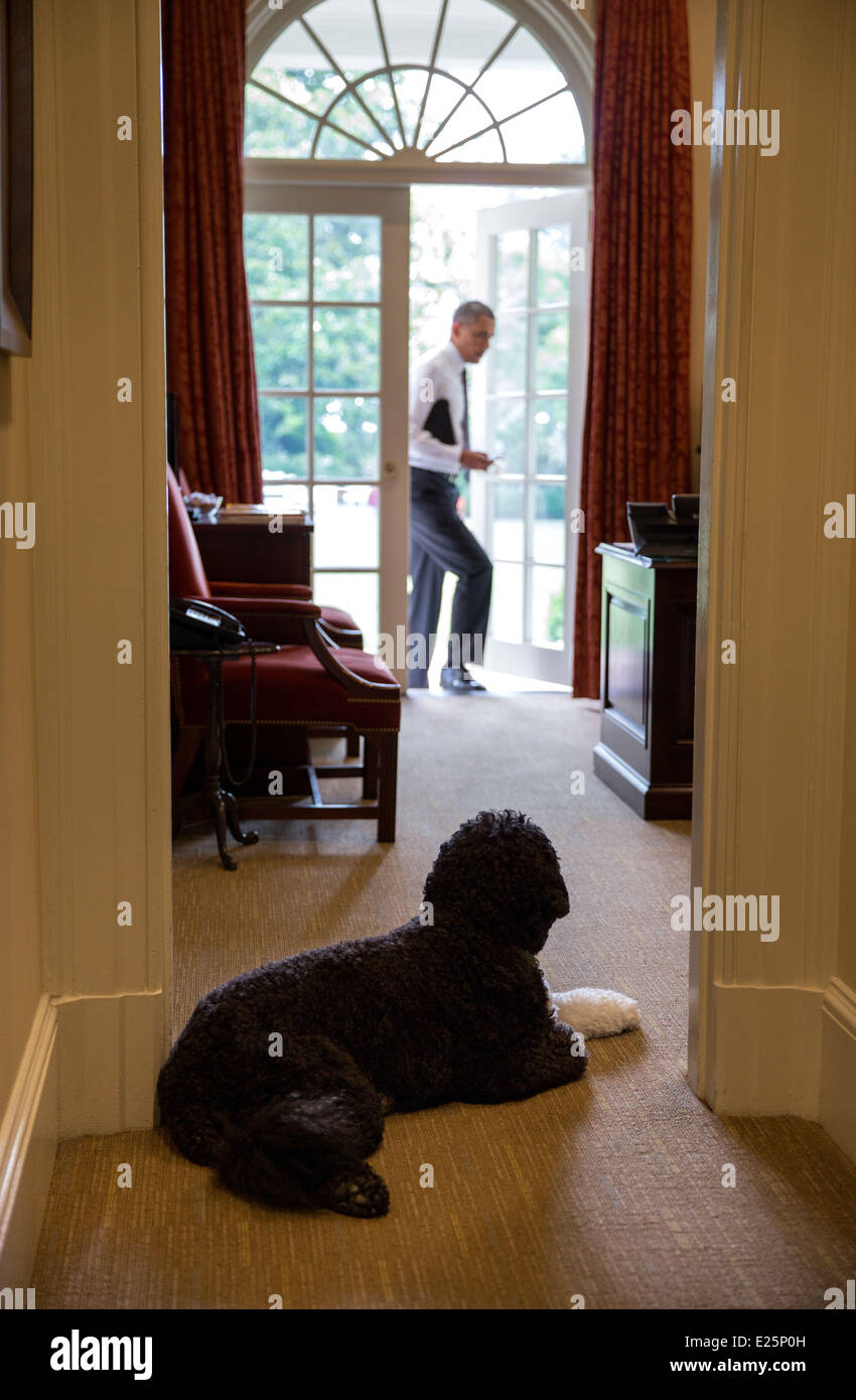 Bo, die Obama Familienhund wartet um Präsident Barack Obama in der äußeren Oval Office, 11. Juni 2013 begrüßen.  Mitwirkende: Bo, Präsident Barack Obama wo: Washington D.C., DC Wann: 11. Juni 2013 Stockfoto