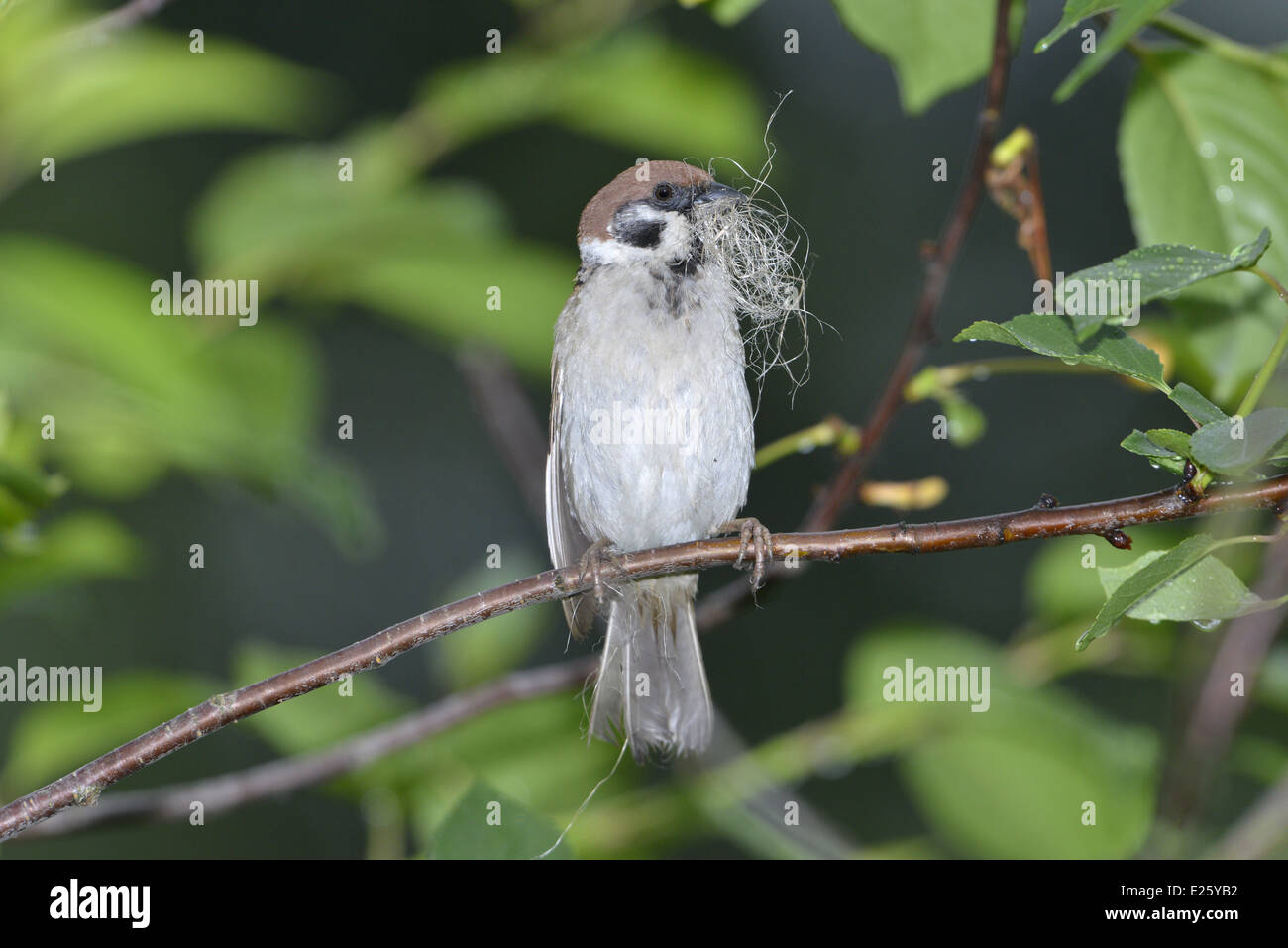 Tree Sparrow Passer montanus Stockfoto