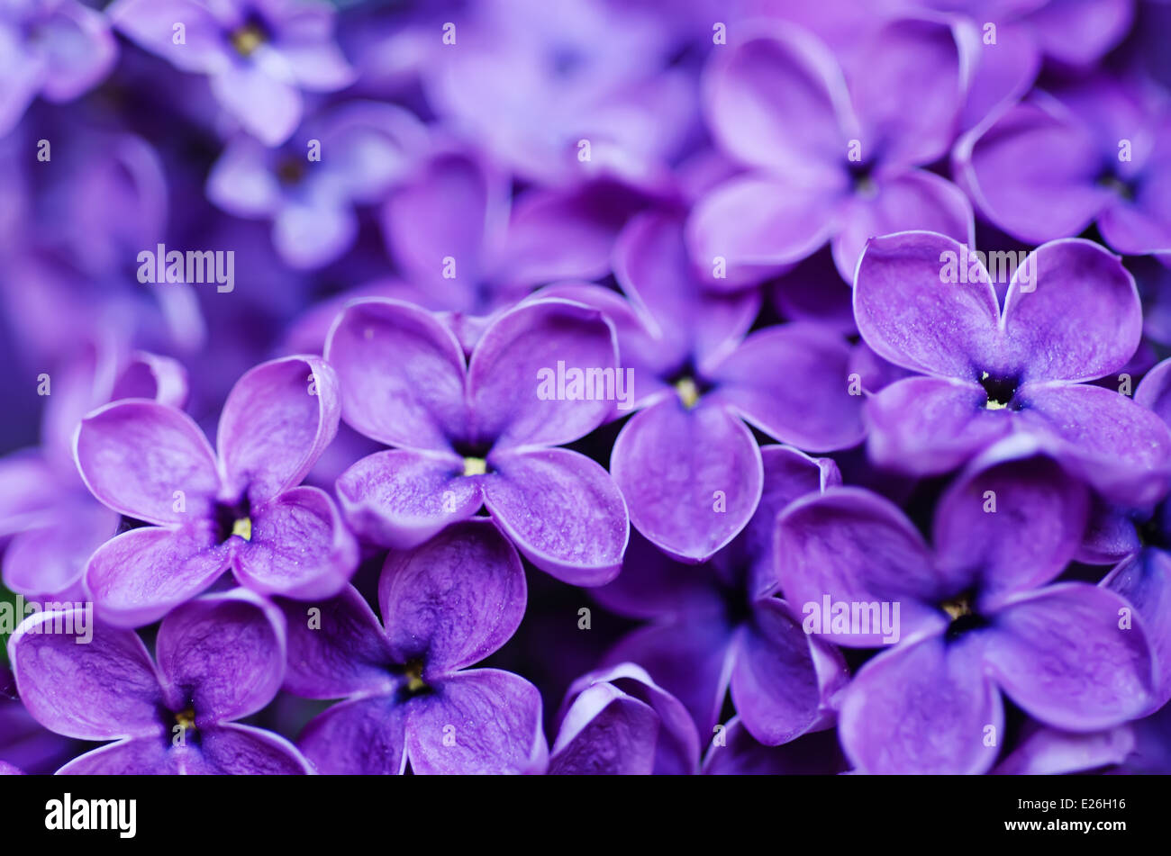 Lila Blumen Hintergrund Stockfotografie - Alamy