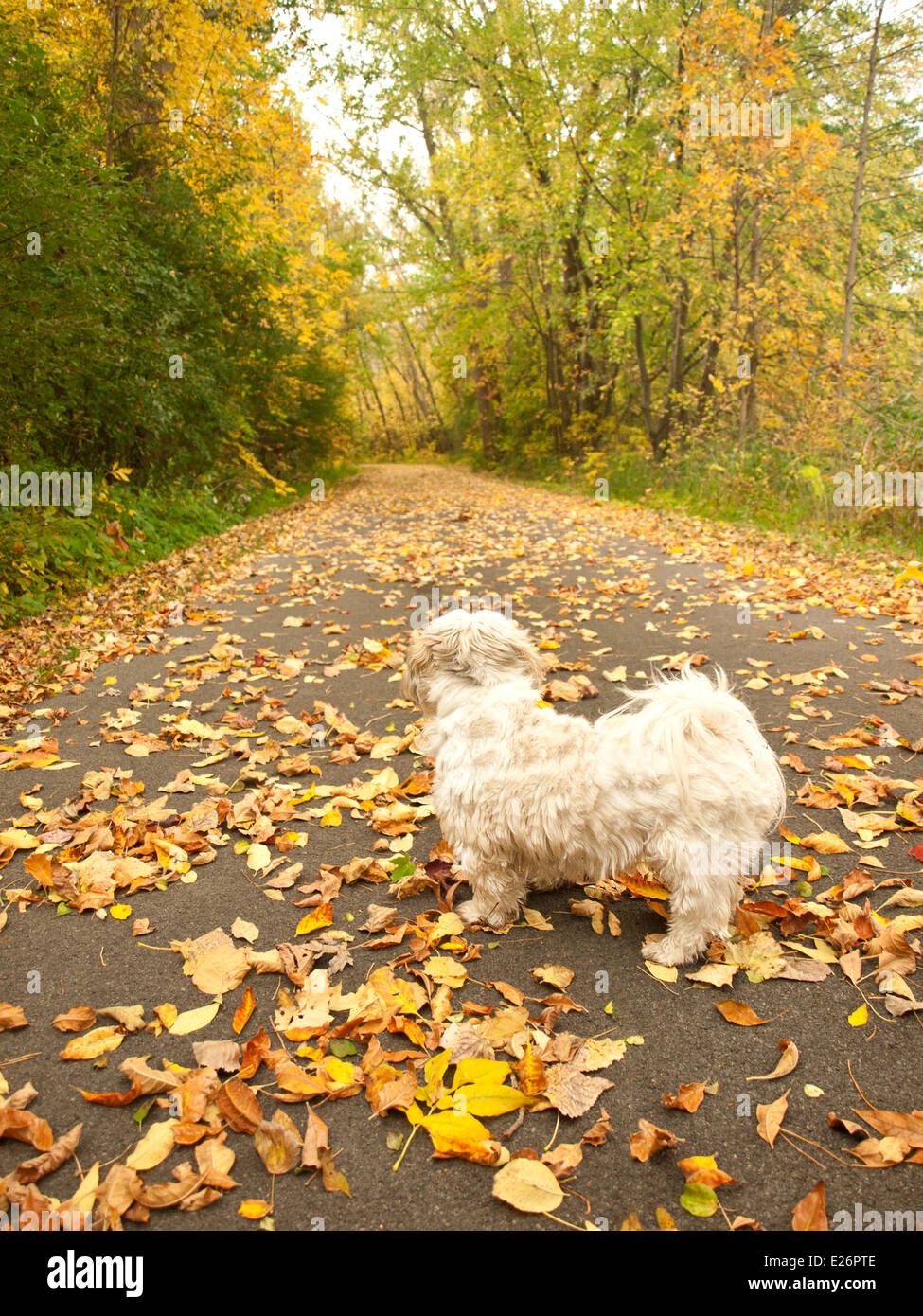 Hund schaut Weg im Herbst Stockfoto