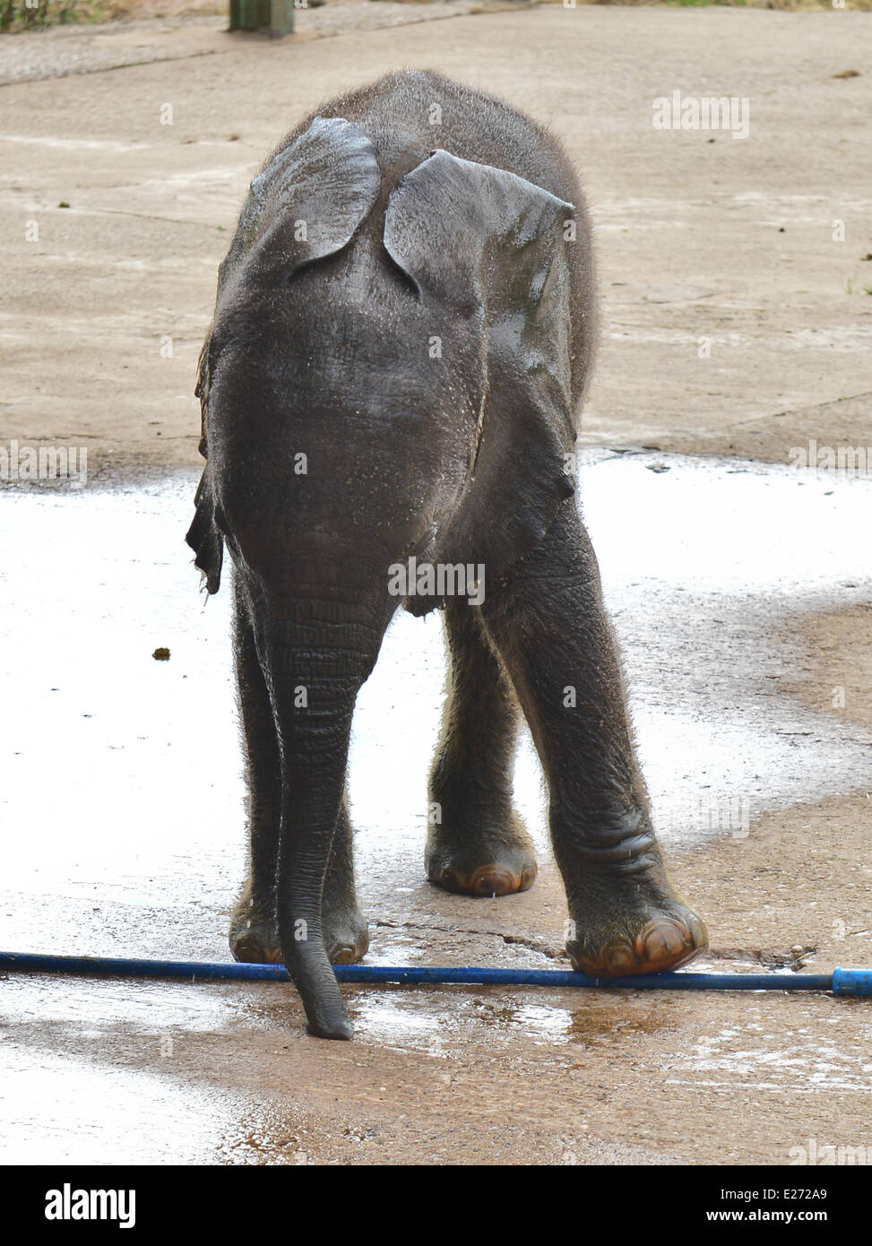 Bewdley, UK. 16. Juni 2014. "Sutton", das neue Elefantenbaby in West Midlands Safaripark und ihre Mutter bekommen ein einweichen. Sutton benannt nach Stephen Sutton, der Teenager Krebs leidende, die Anfang dieses Jahres gestorben. Stephen besuchte der Elefant Mutter "Five" Anfang dieses Jahres. Das Treffen war eines der Ereignisse auf seine Bucket List. Der Zoo der Öffentlichkeit gegeben hatte die Abstimmung zu entscheiden, den Namen der fünf Wochen alten Baby-Elefant - "Stephen" und "Sutton" waren gleichermaßen beliebt. Der Zoo hat Sutton beschlossen.  Bildnachweis: Jules Annan/Alamy Live News Stockfoto