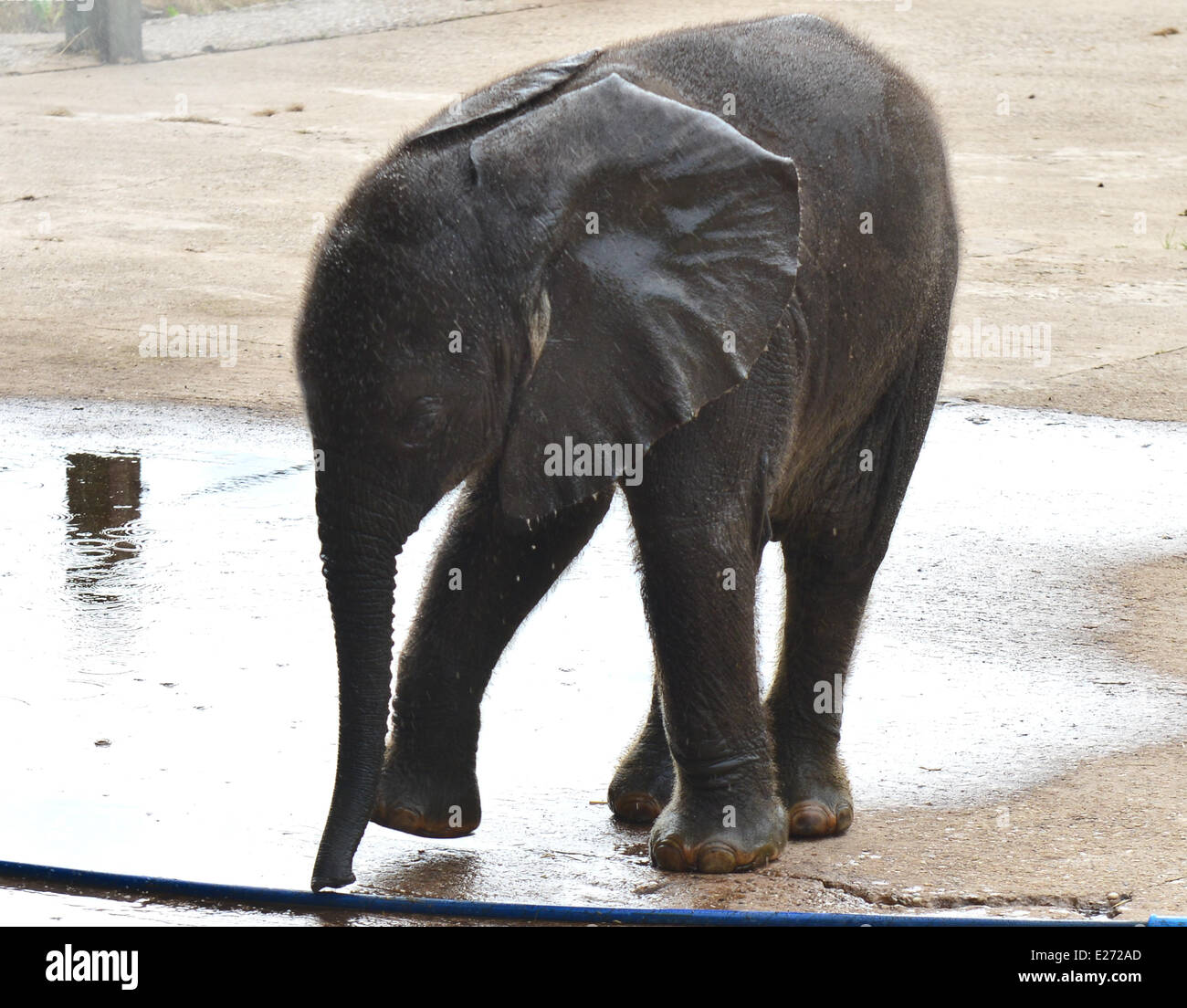 Bewdley, UK. 16. Juni 2014. "Sutton", das neue Elefantenbaby in West Midlands Safaripark und ihre Mutter bekommen ein einweichen. Sutton benannt nach Stephen Sutton, der Teenager Krebs leidende, die Anfang dieses Jahres gestorben. Stephen besuchte der Elefant Mutter "Five" Anfang dieses Jahres. Das Treffen war eines der Ereignisse auf seine Bucket List. Der Zoo der Öffentlichkeit gegeben hatte die Abstimmung zu entscheiden, den Namen der fünf Wochen alten Baby-Elefant - "Stephen" und "Sutton" waren gleichermaßen beliebt. Der Zoo hat Sutton beschlossen.  Bildnachweis: Jules Annan/Alamy Live News Stockfoto