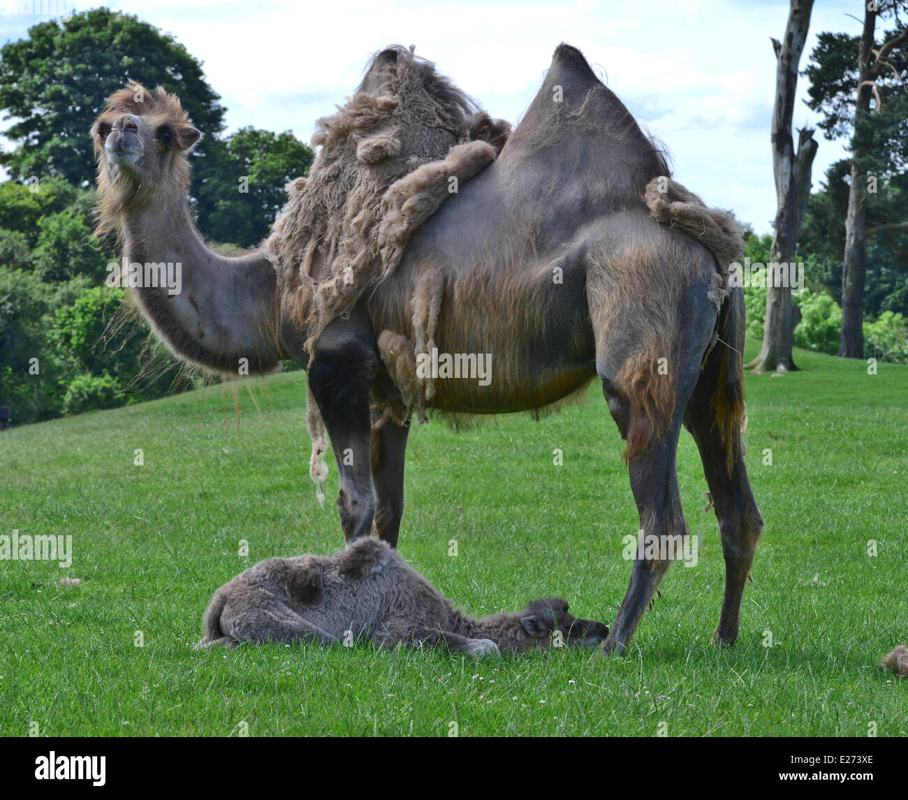 Bewdley, UK. 16. Juni, 201224. Neu geboren Kamel schließt sich seiner Mutter an der West Midlands Safaripark, Bewdley. Bildnachweis: Jules Annan/Alamy Live News Stockfoto