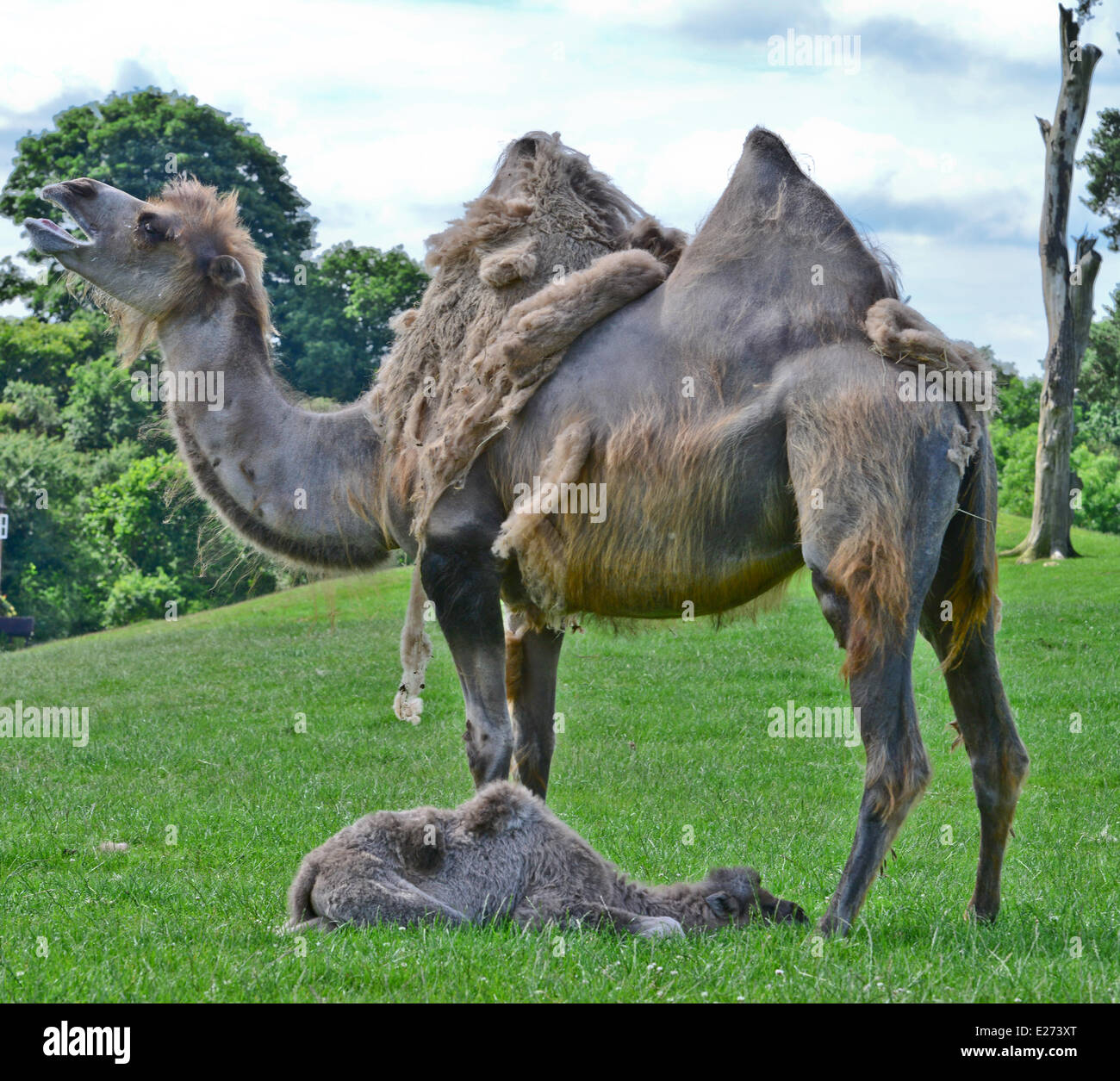 Bewdley, UK. 16. Juni, 201224. Neu geboren Kamel schließt sich seiner Mutter an der West Midlands Safaripark, Bewdley. Bildnachweis: Jules Annan/Alamy Live News Stockfoto