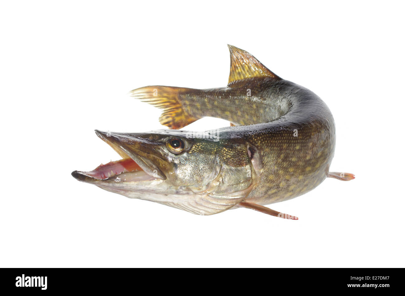 lange Hecht auf weißem Hintergrund Stockfoto