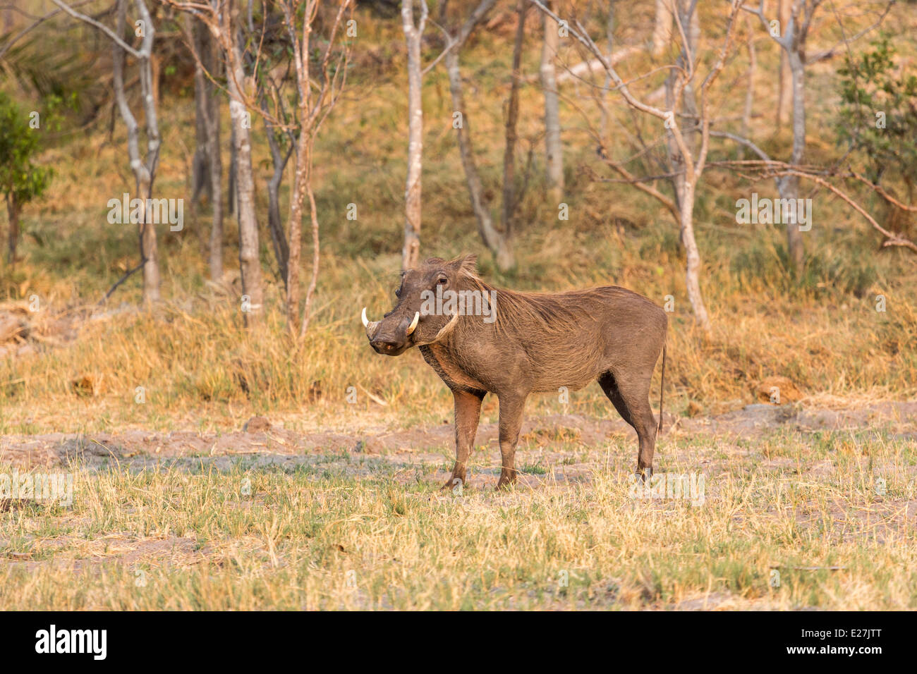 Ein gemeinsamen Warzenschwein (Phacochoerus Africanus), hier in Botswana fand aber in ganz Afrika südlich der Sahara Stockfoto