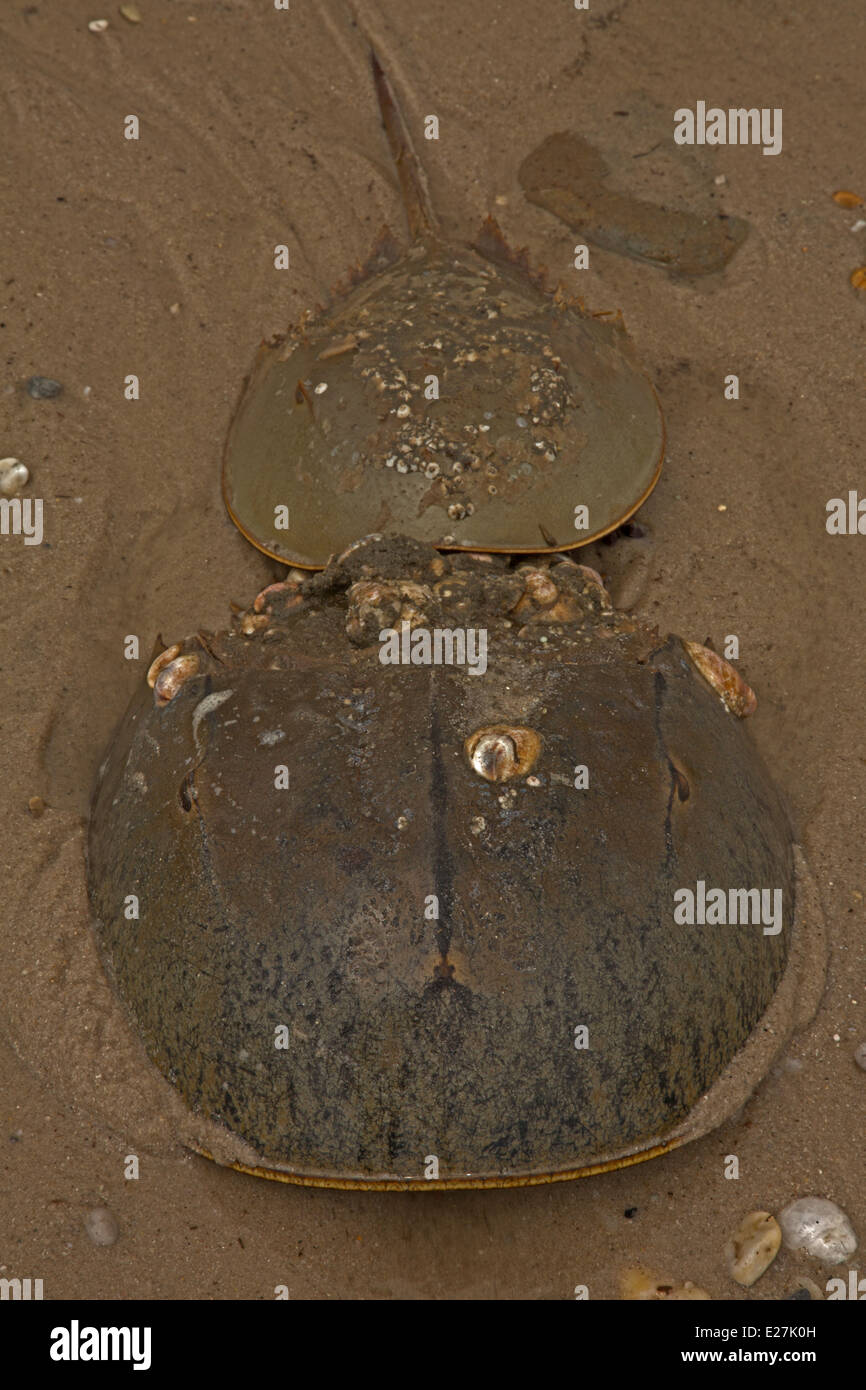 Atlantische Horseshoe Crab, Limulus Polyphemus, marine chelicerate Gliederfüßer, Zucht, Delaware Bay, Delaware Stockfoto