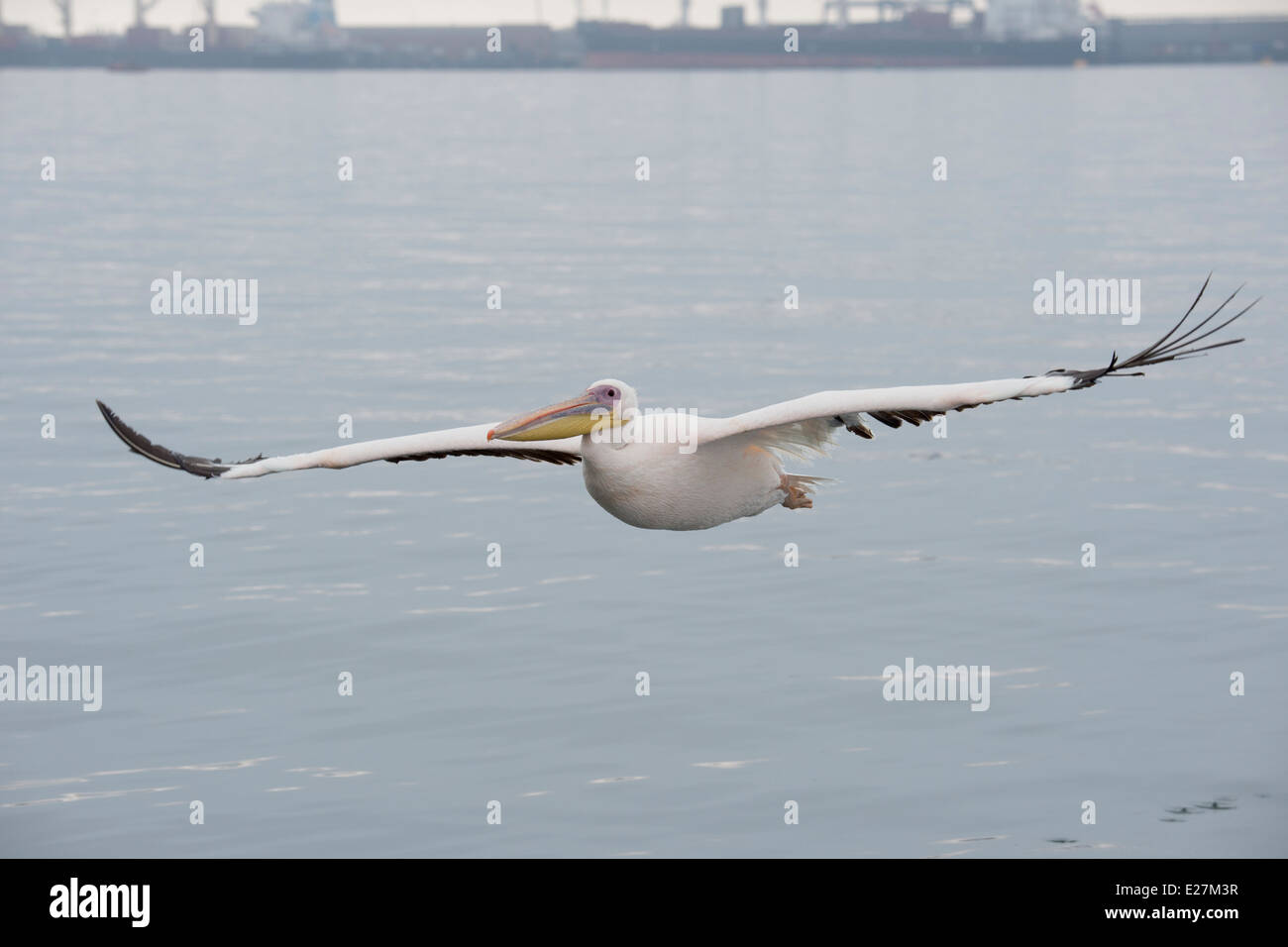 Großer weißer Pelikan (Pelecanus Onocrotalus) auch bekannt als der östlichen weißer Pelikan, rosigen Pelikan. Walvis Bay, Namibia. Stockfoto