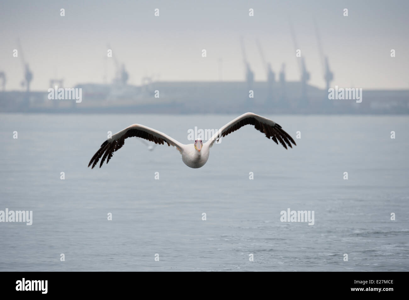 Großer weißer Pelikan (Pelecanus Onocrotalus) auch bekannt als der östlichen weißer Pelikan, rosigen Pelikan. Walvis Bay, Namibia. Stockfoto